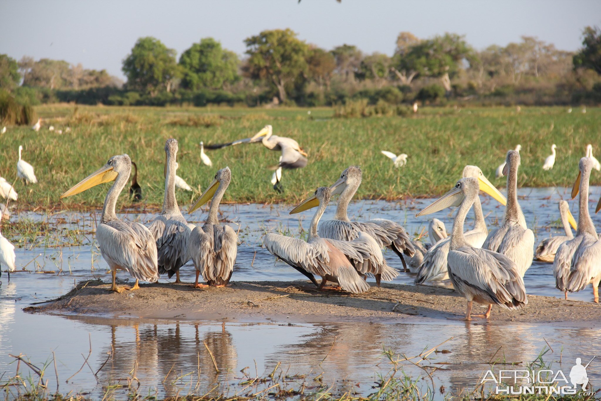 Pelicans Hippo on Botswana Tour