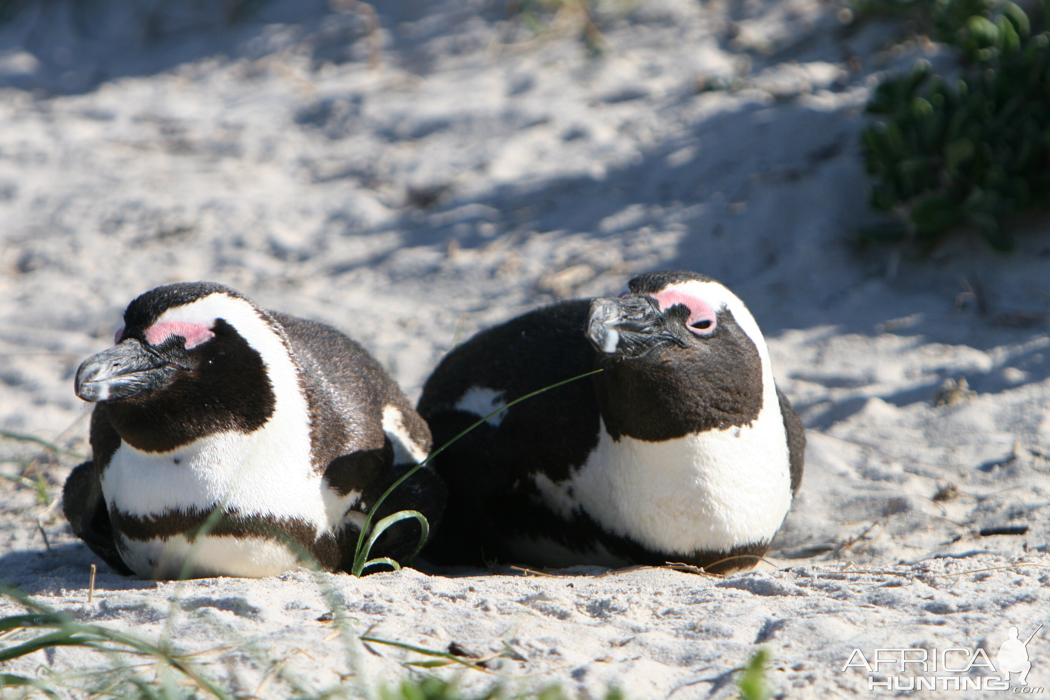 Penguins