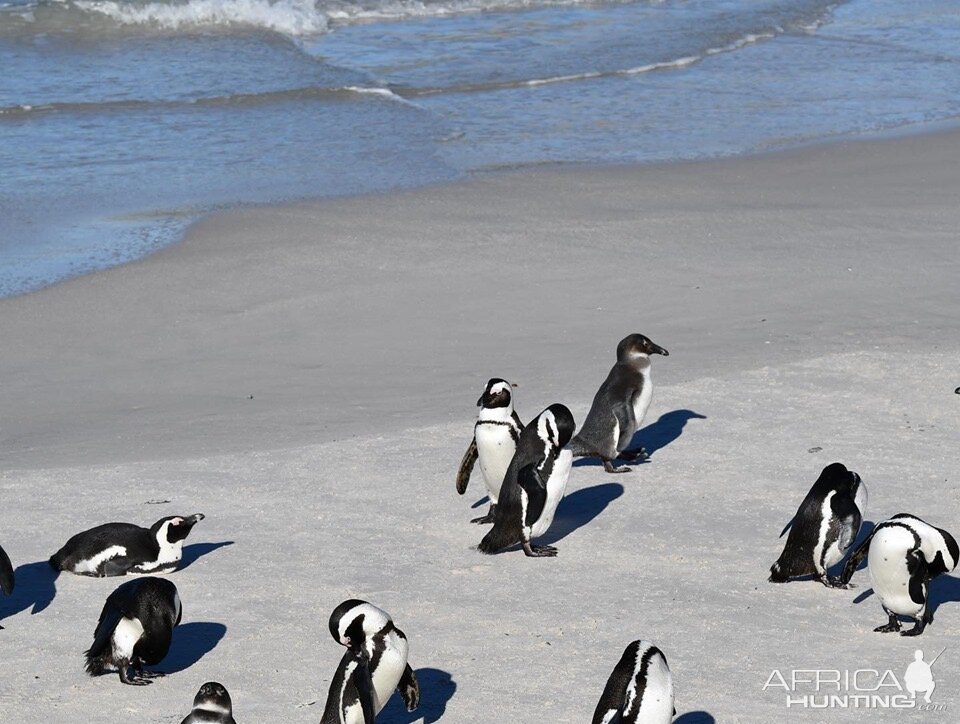 Penguins