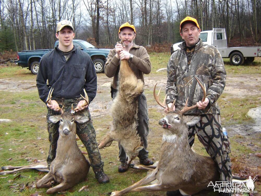 Pennsylvania White-tailed deer