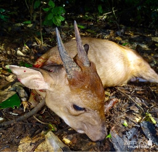 Peters's Duiker Hunt Congo