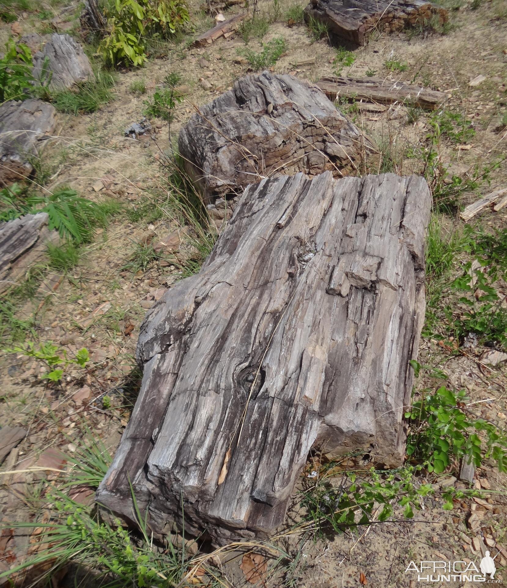 Petrified wood Selous Tanzania