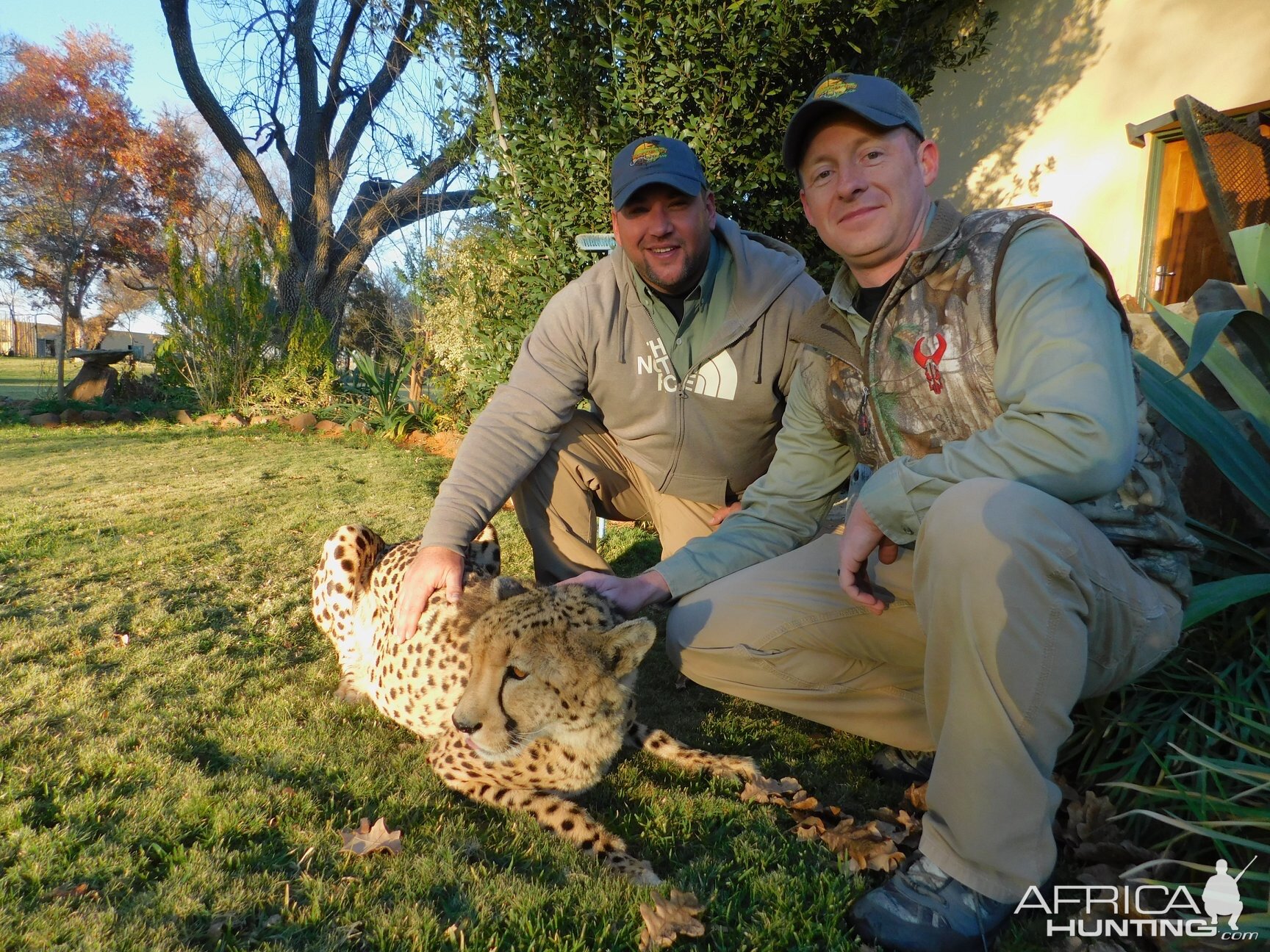 Petting Cheetah in South Africa