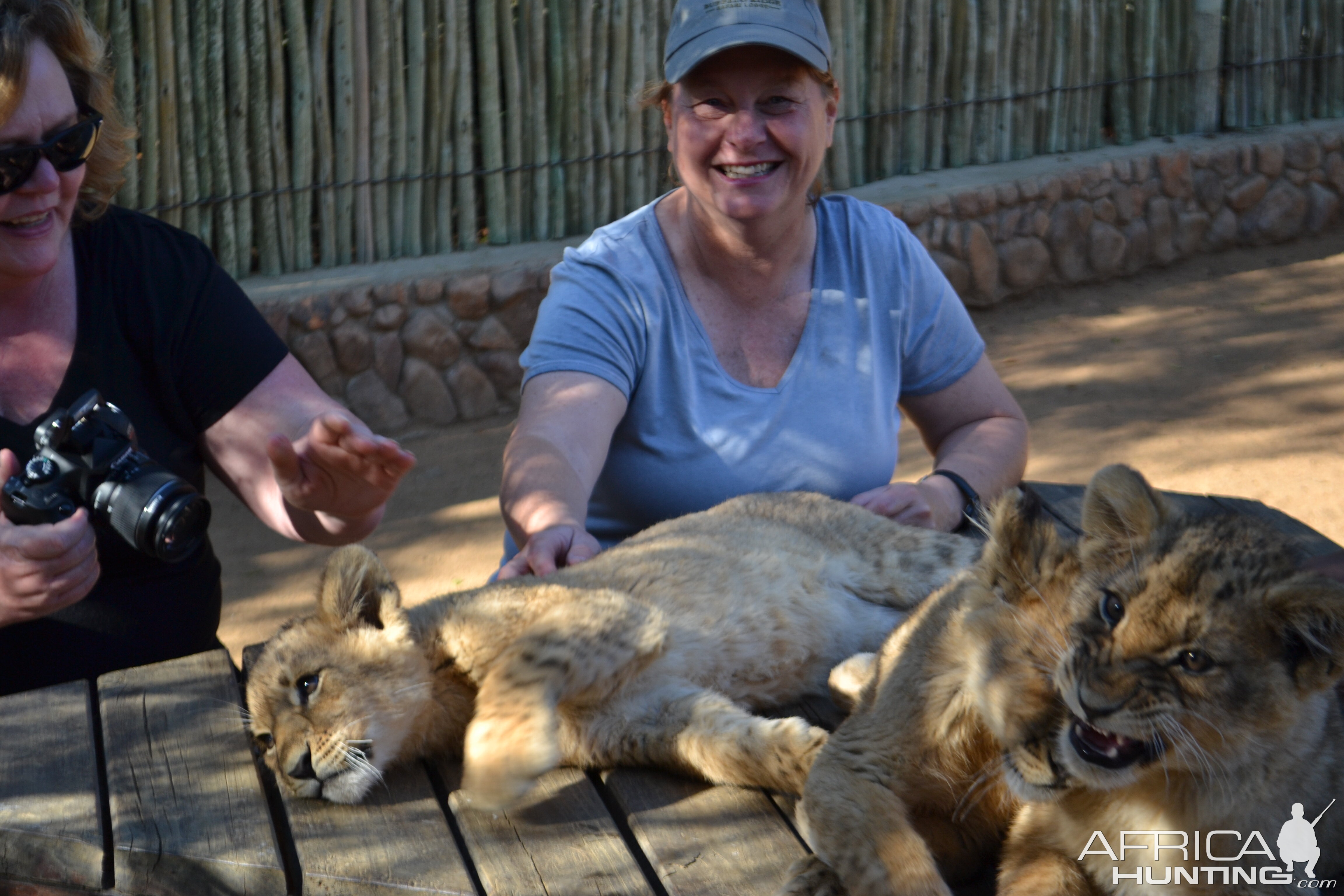 Petting Lion cubs