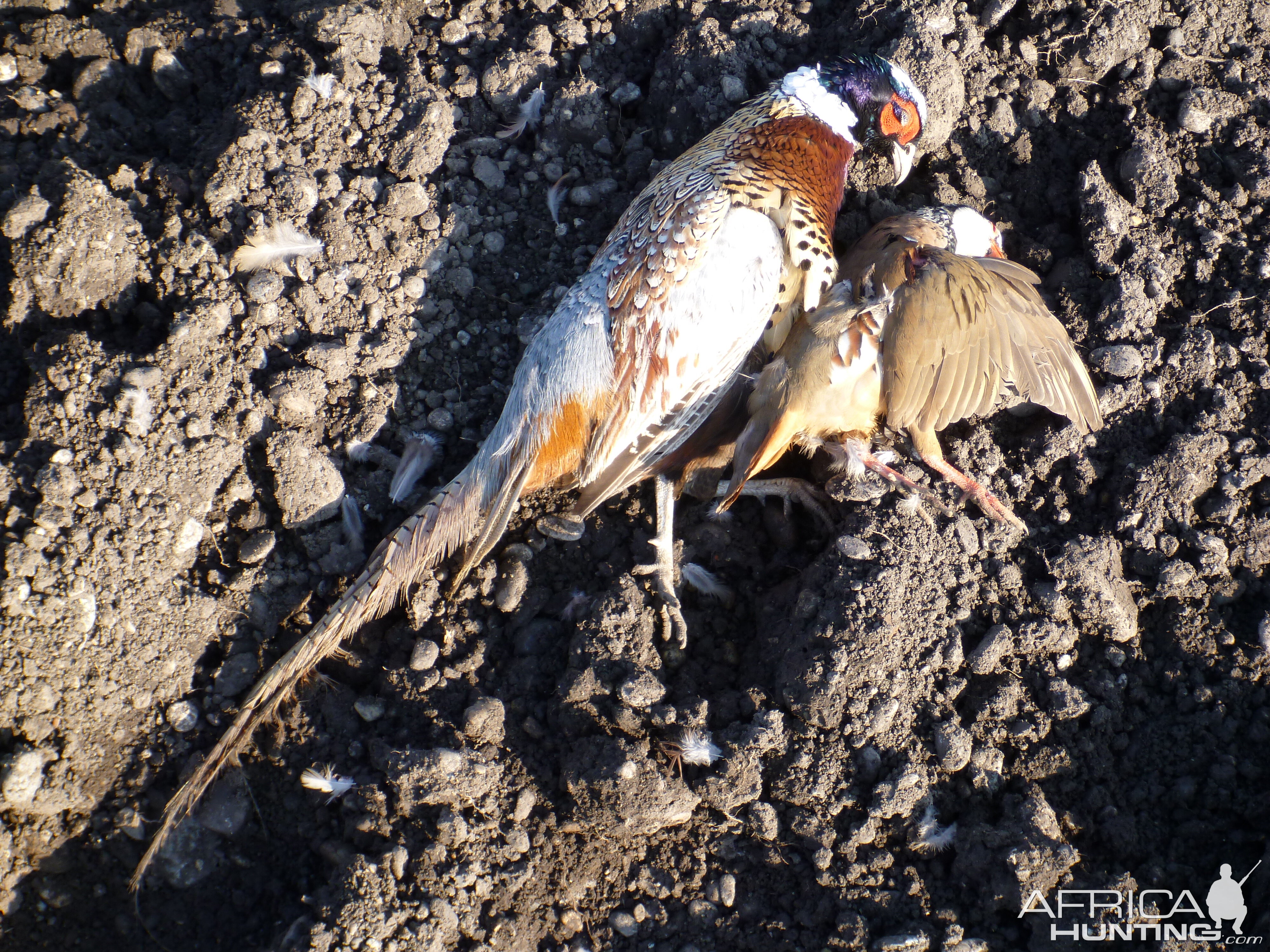 Pheasant and Partridge Hunting in France