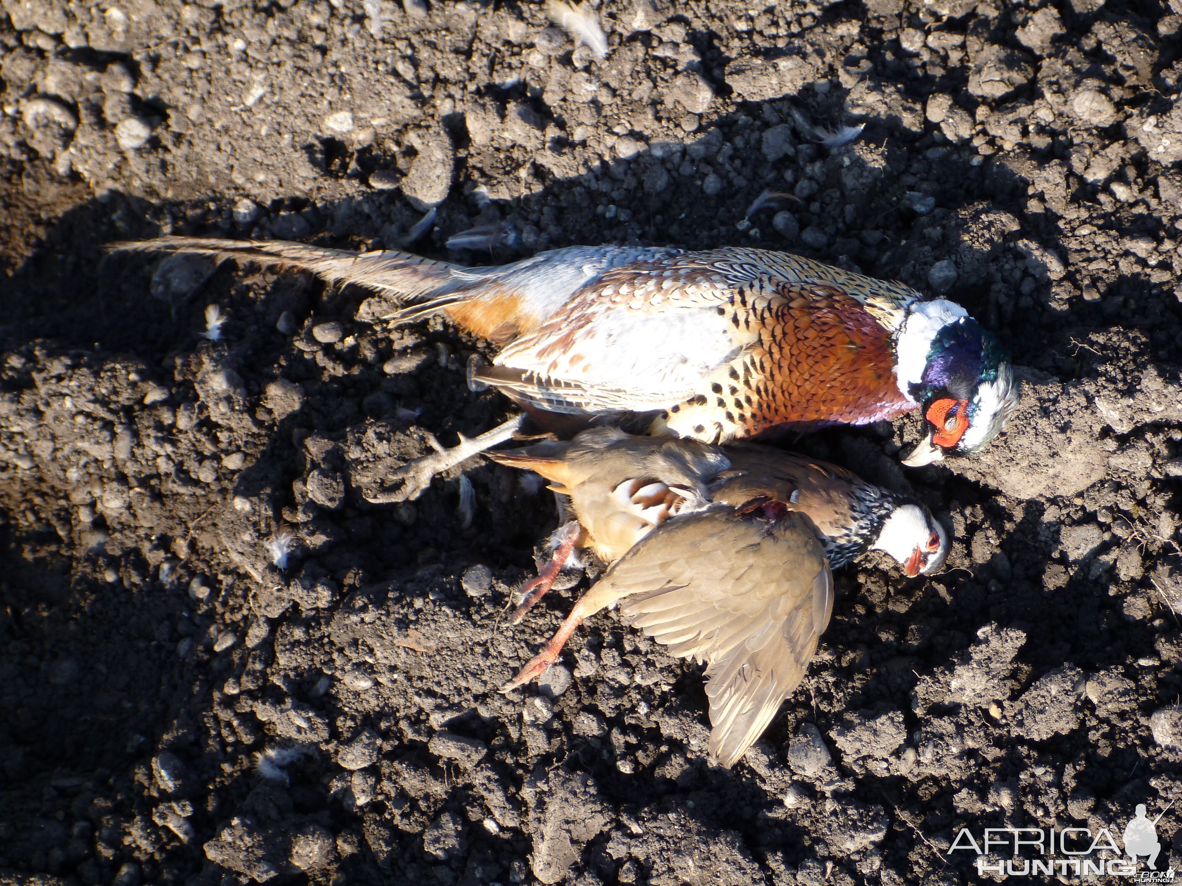 Pheasant and Partridge Hunting in France