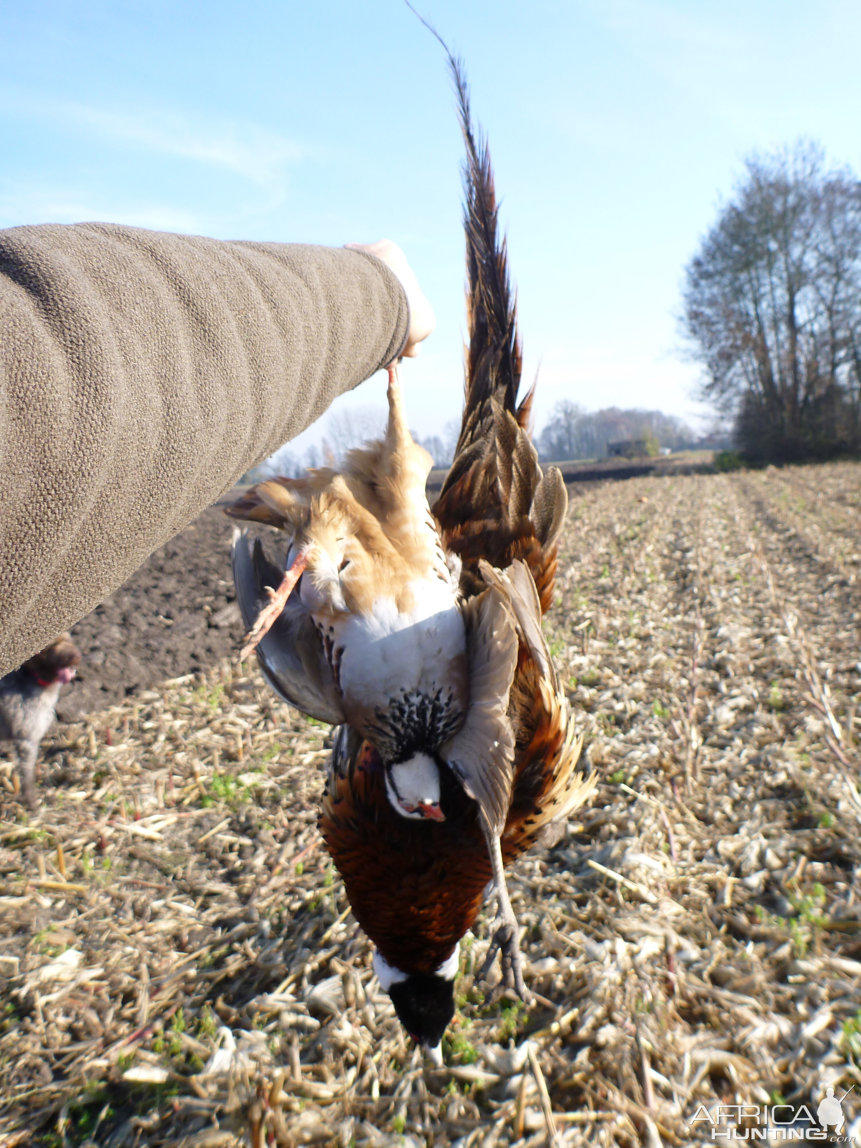 Pheasant and Partridge Hunting in France