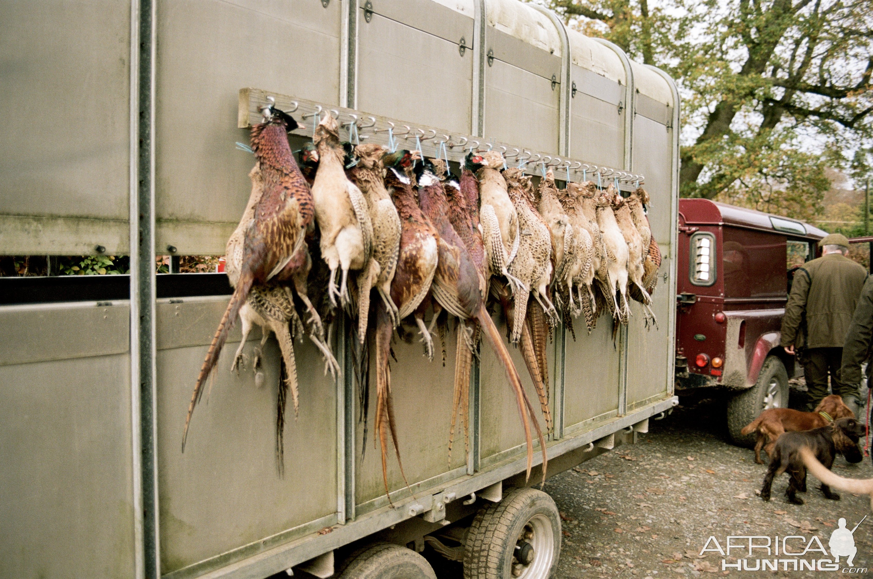 Pheasant Hunt Isleworth