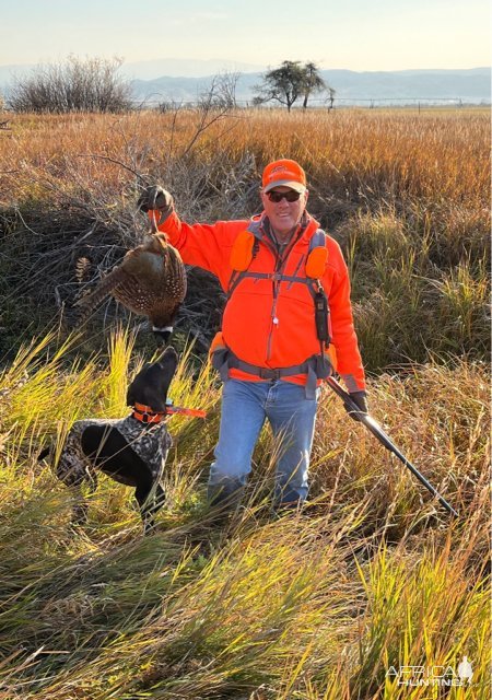 Pheasant Hunt Montana