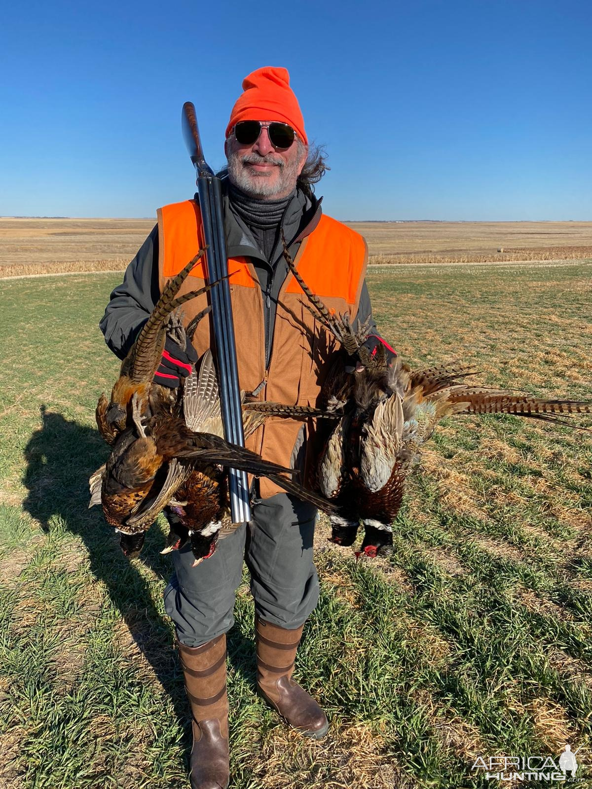 Pheasant Hunt South Dakota USA