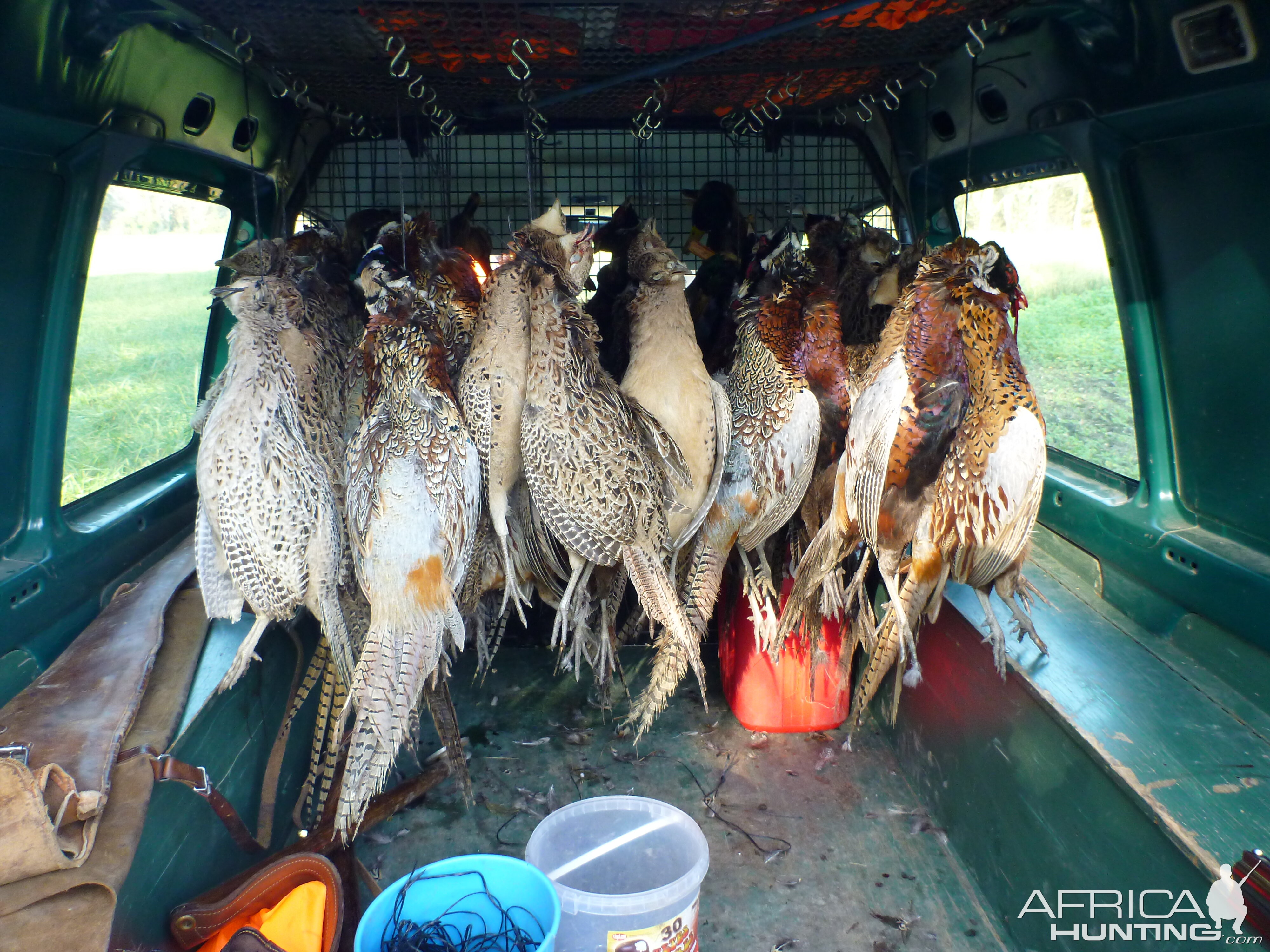 Pheasant Hunting in France