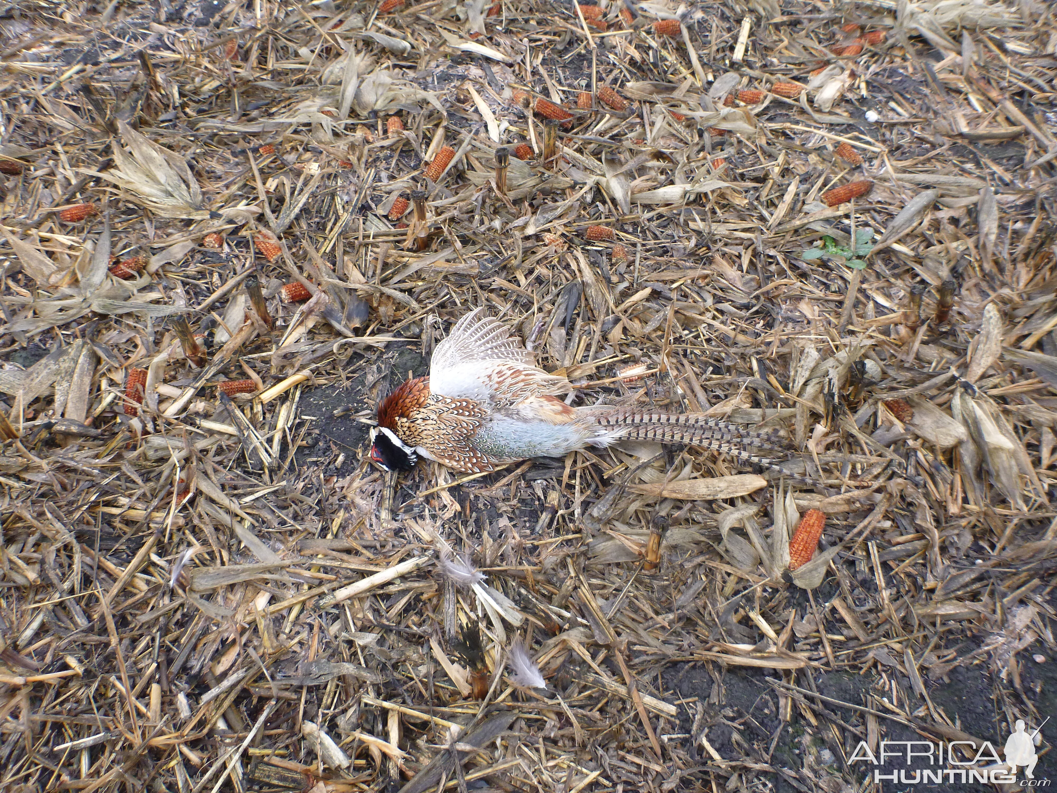 Pheasant Hunting in France