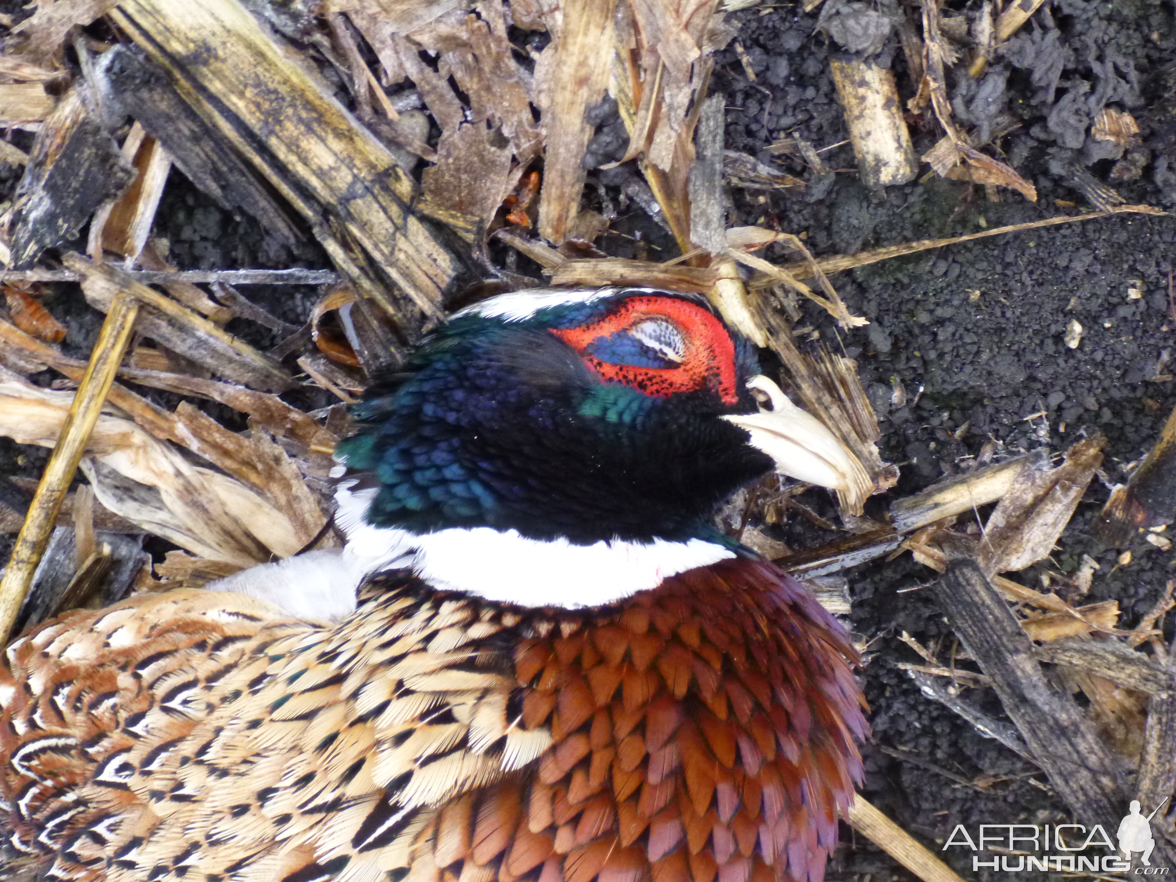 Pheasant Hunting in France