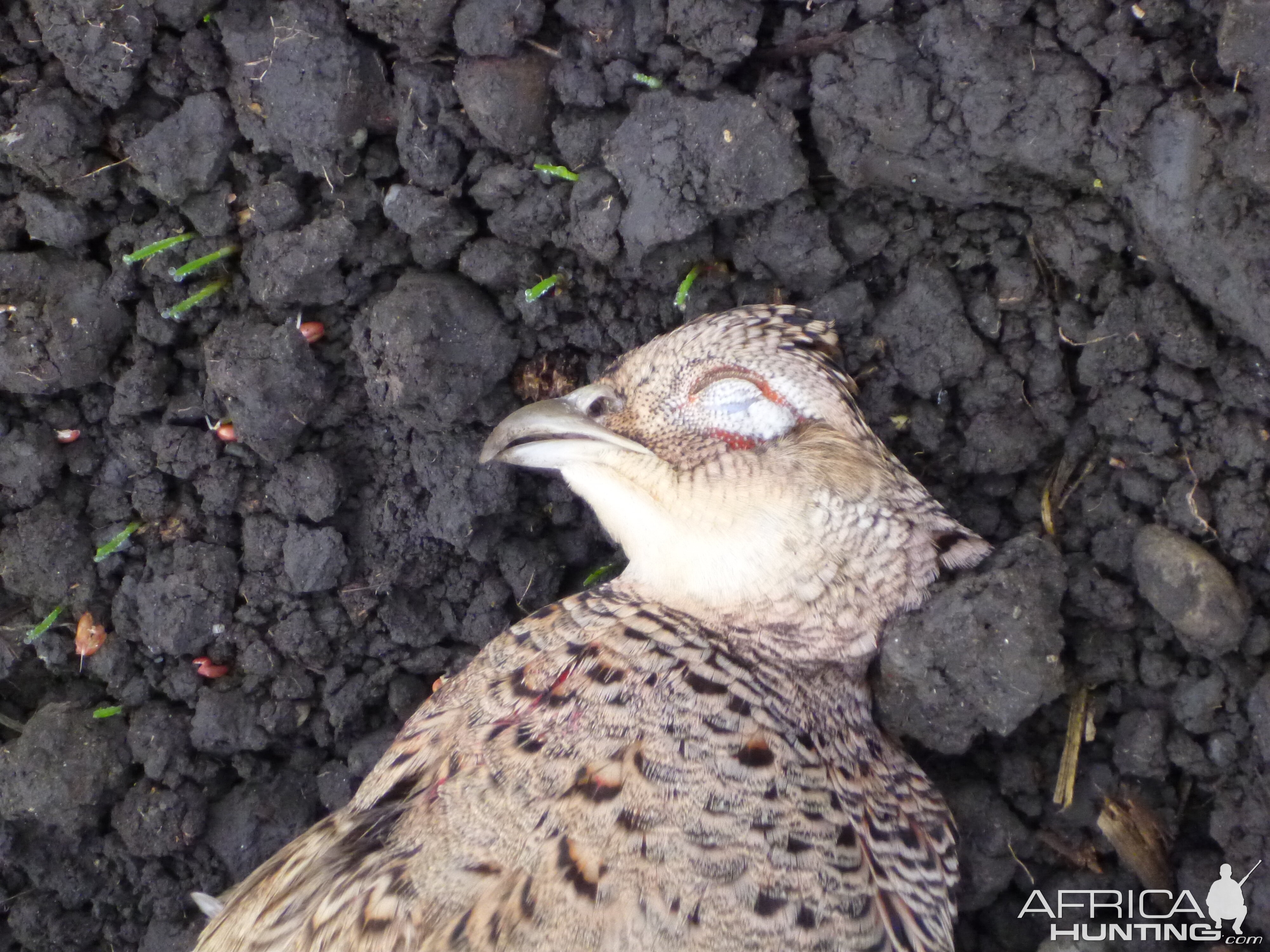 Pheasant Hunting in France