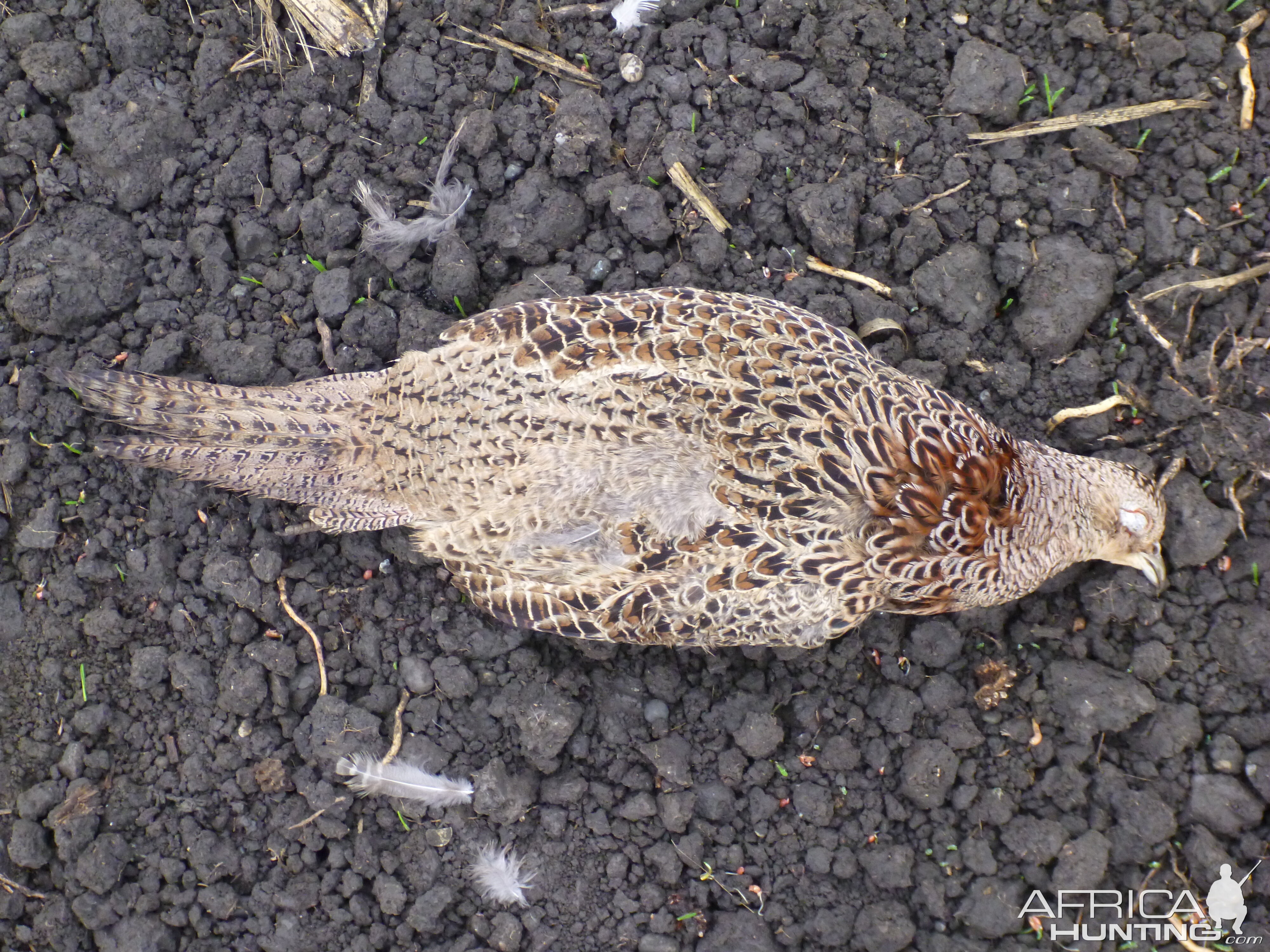 Pheasant Hunting in France