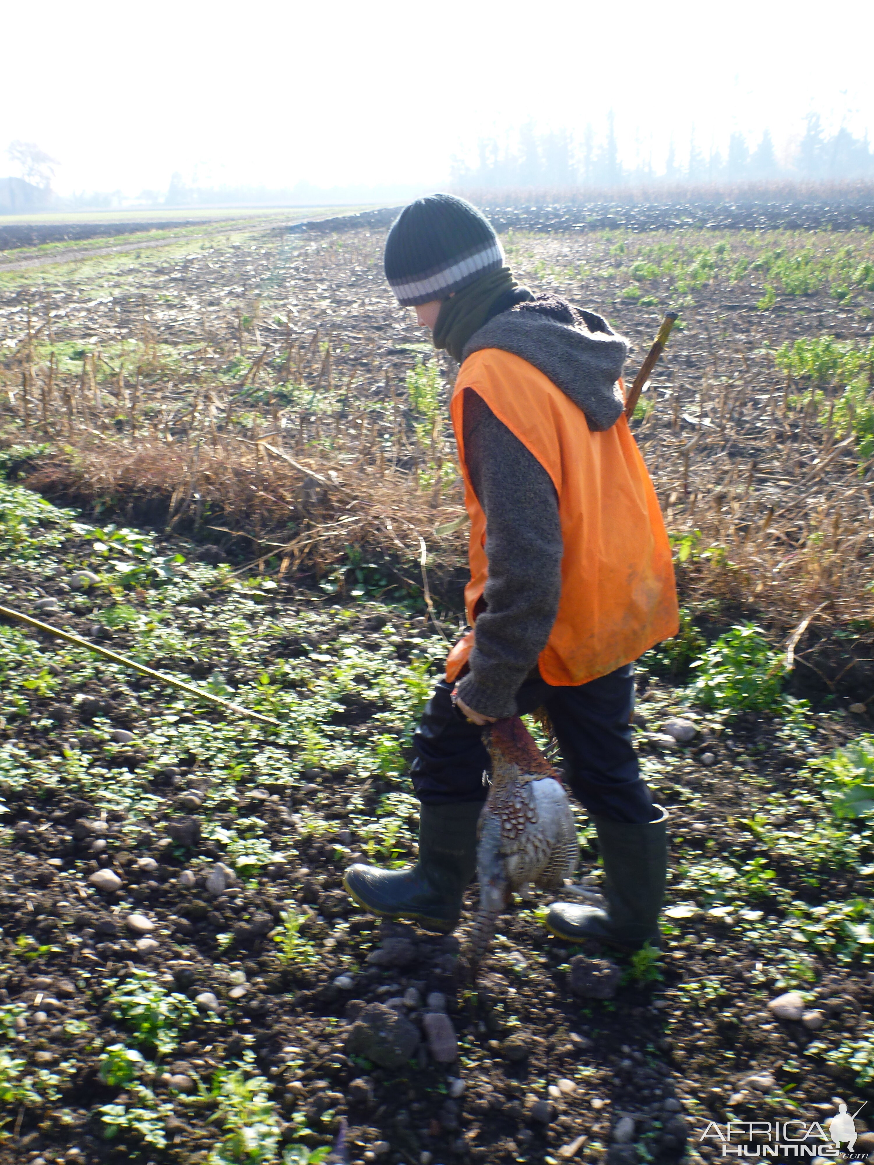 Pheasant Hunting in France