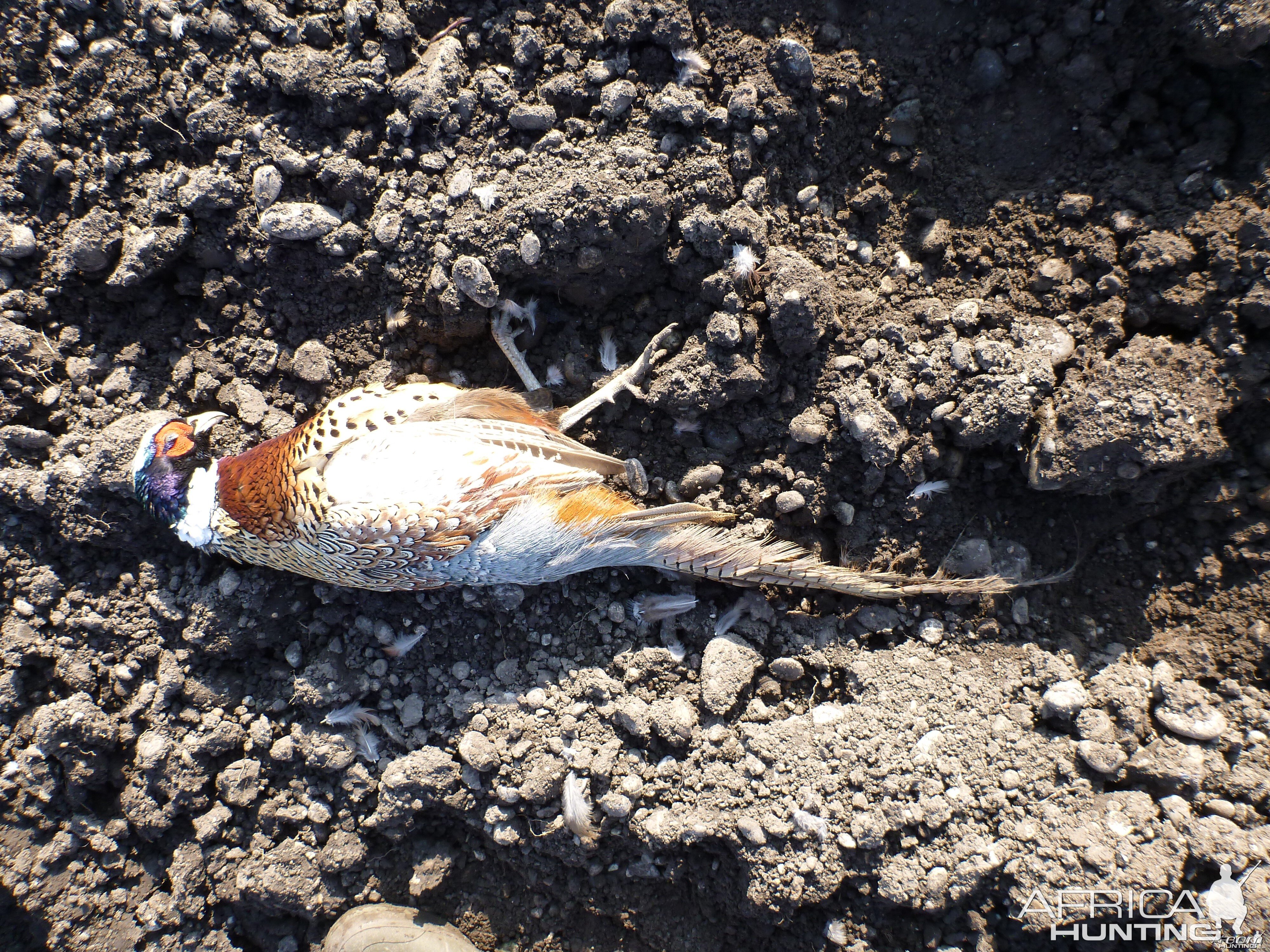 Pheasant Hunting in France