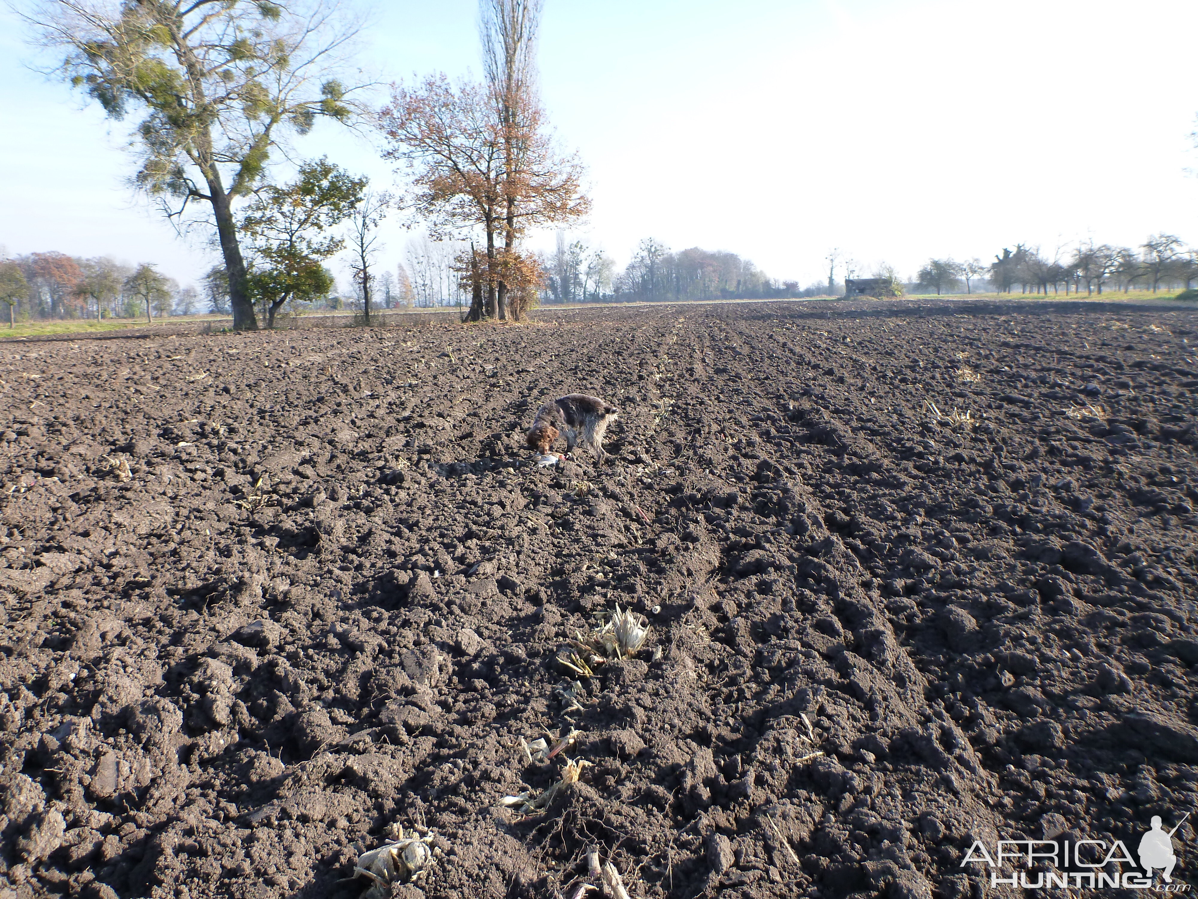 Pheasant Hunting in France