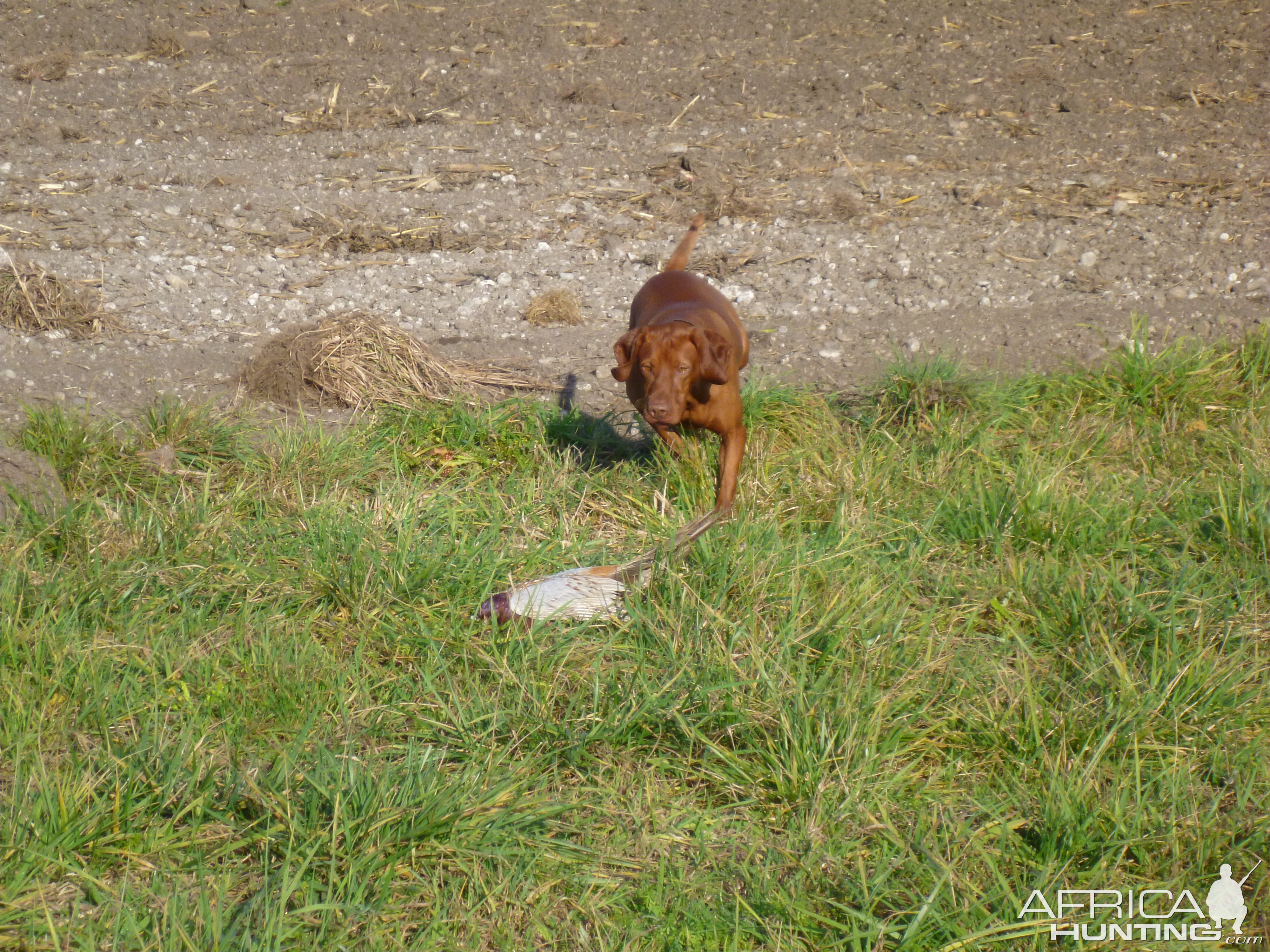 Pheasant Hunting in France