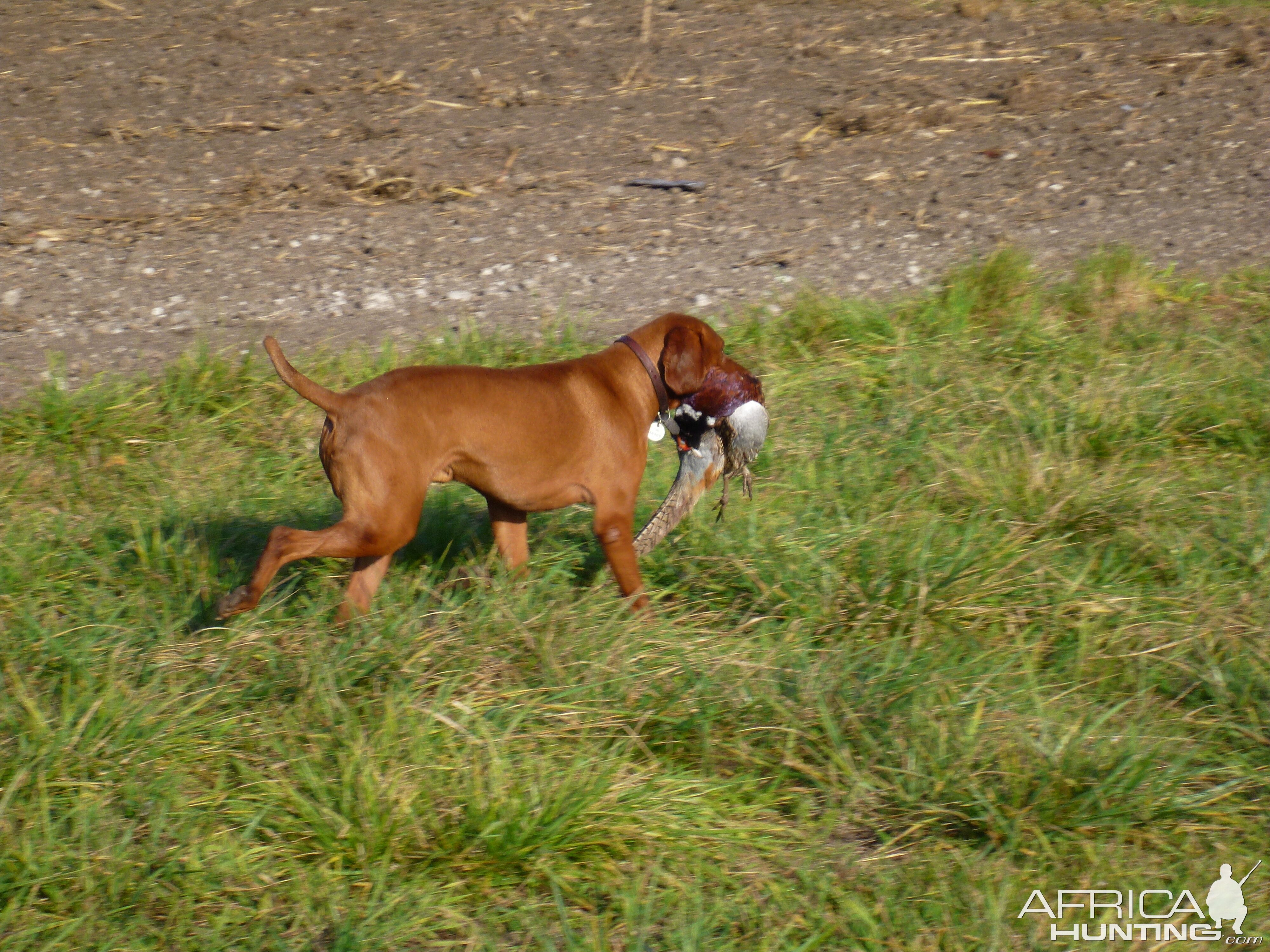 Pheasant Hunting in France