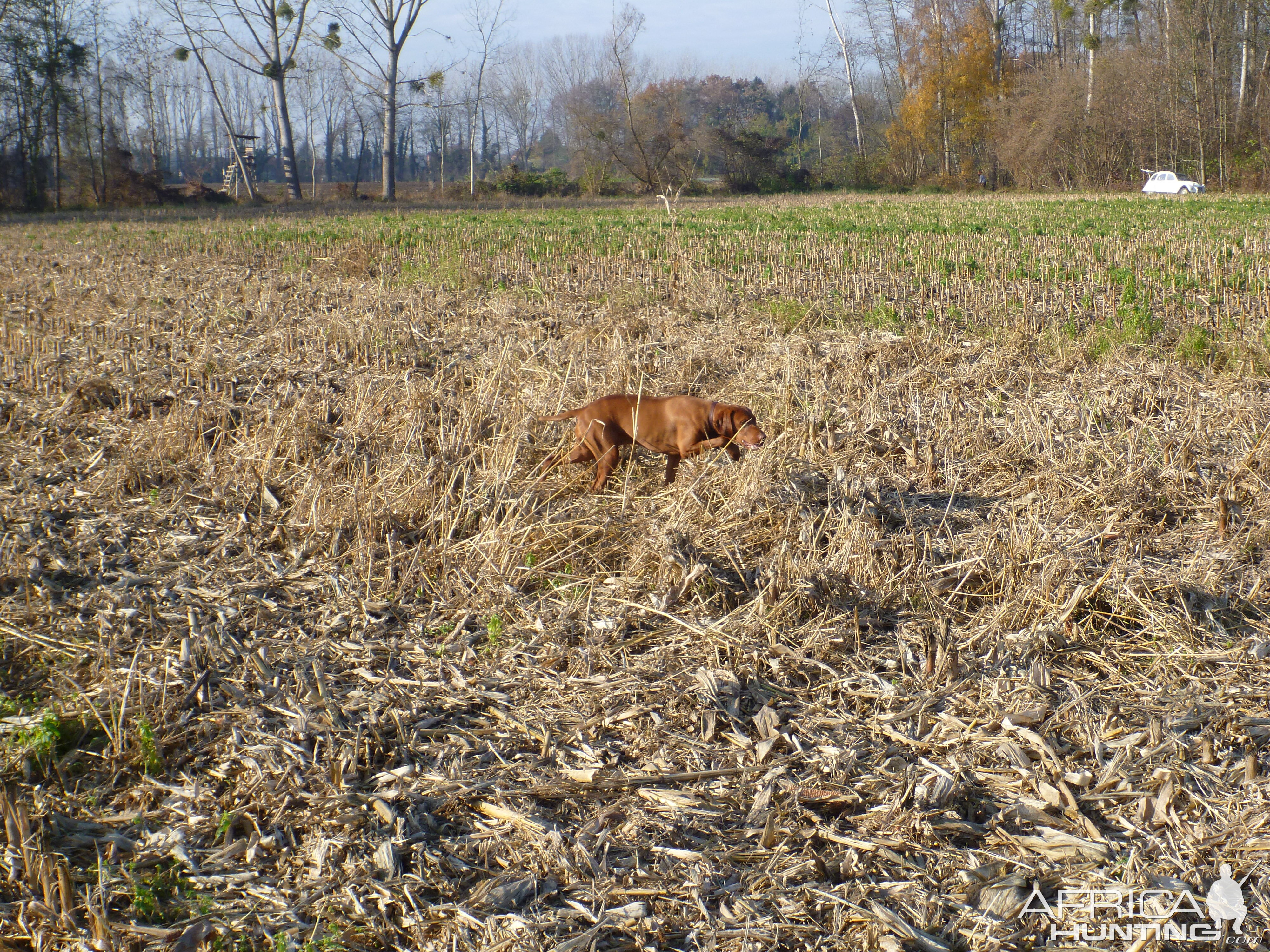 Pheasant Hunting in France