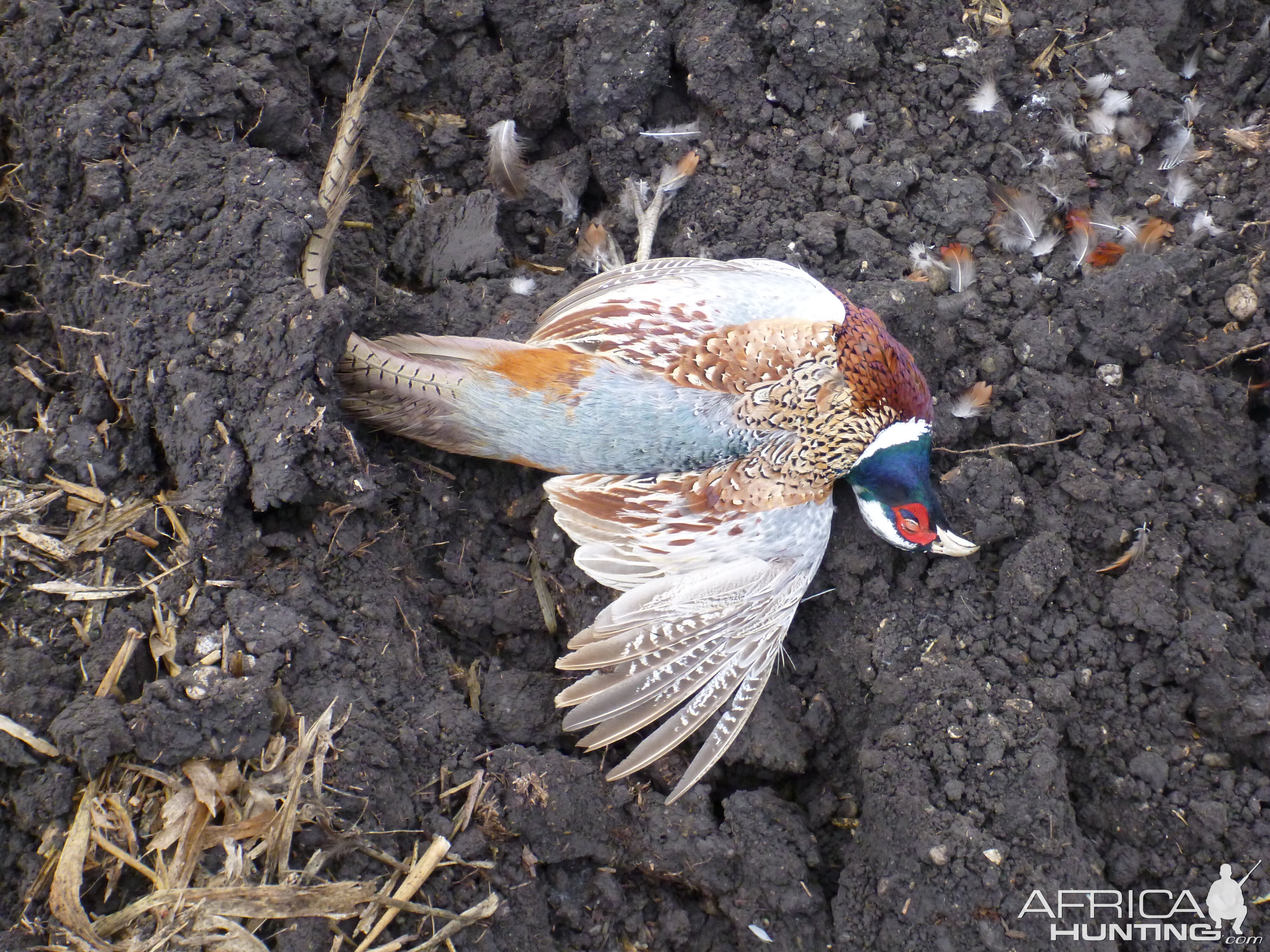 Pheasant Hunting in France