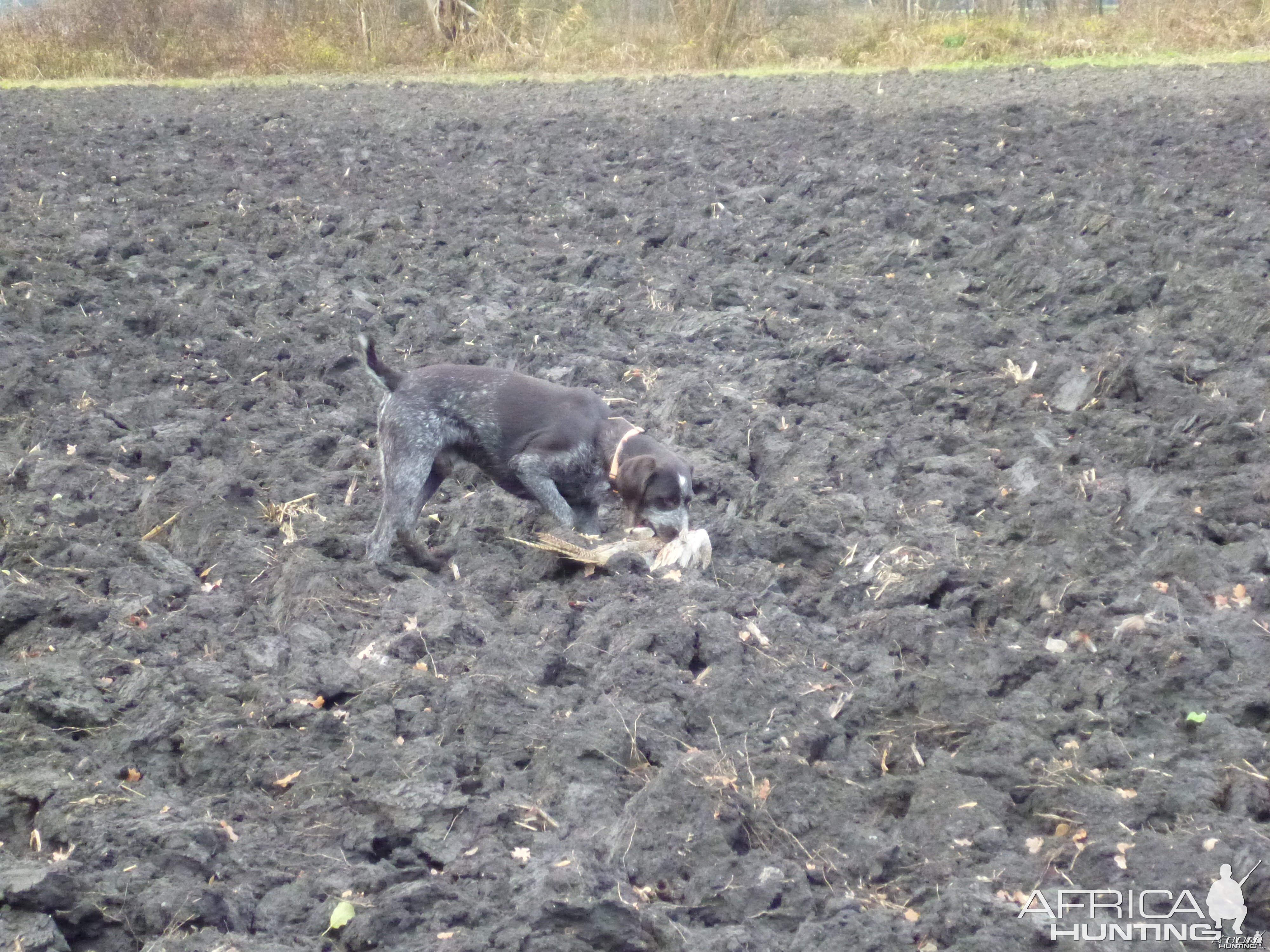 Pheasant Hunting in France