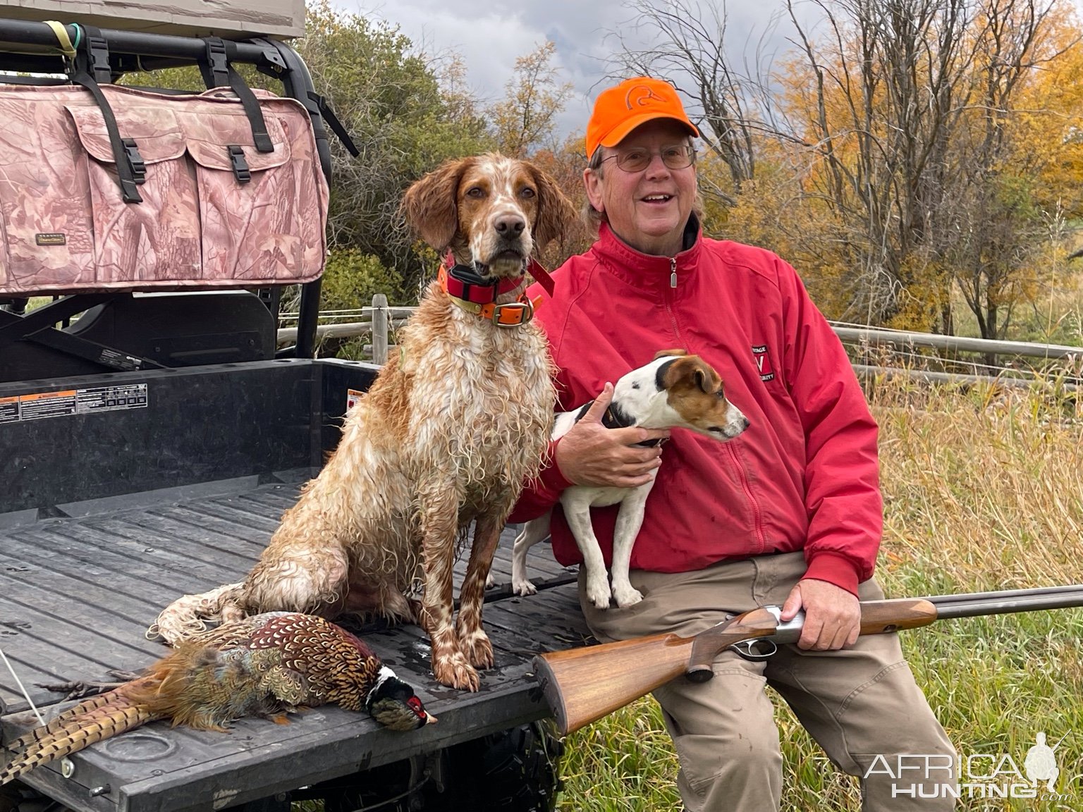 Pheasant Hunting Montana