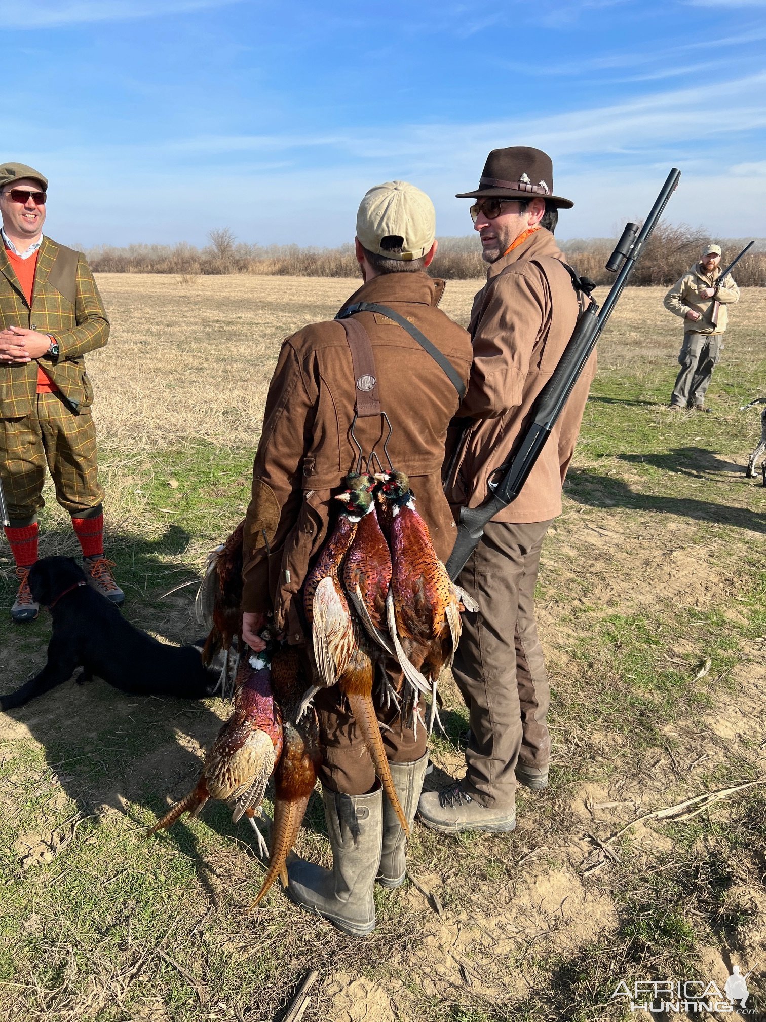 Pheasant Hunting Romania