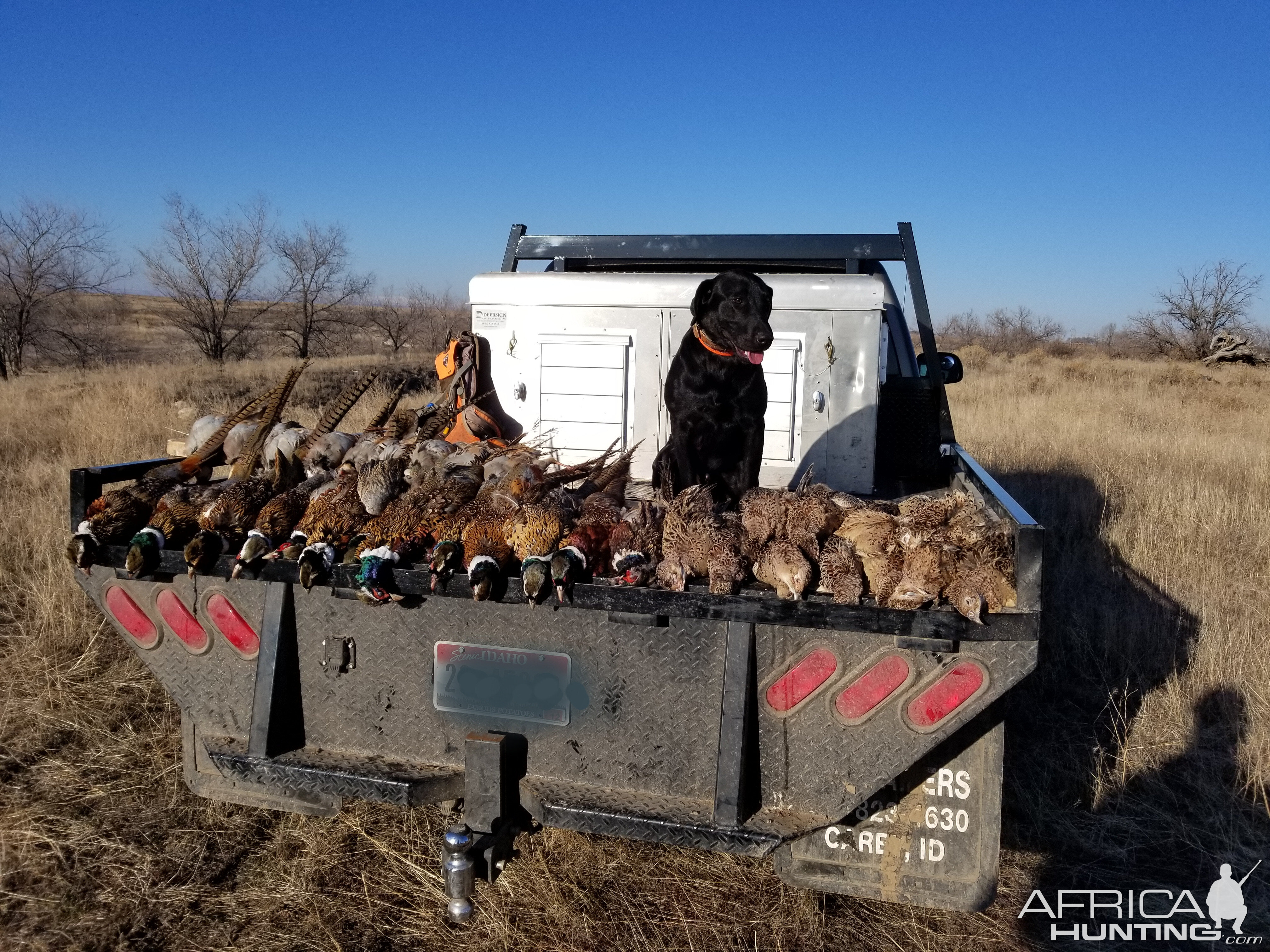 Pheasant Hunting USA