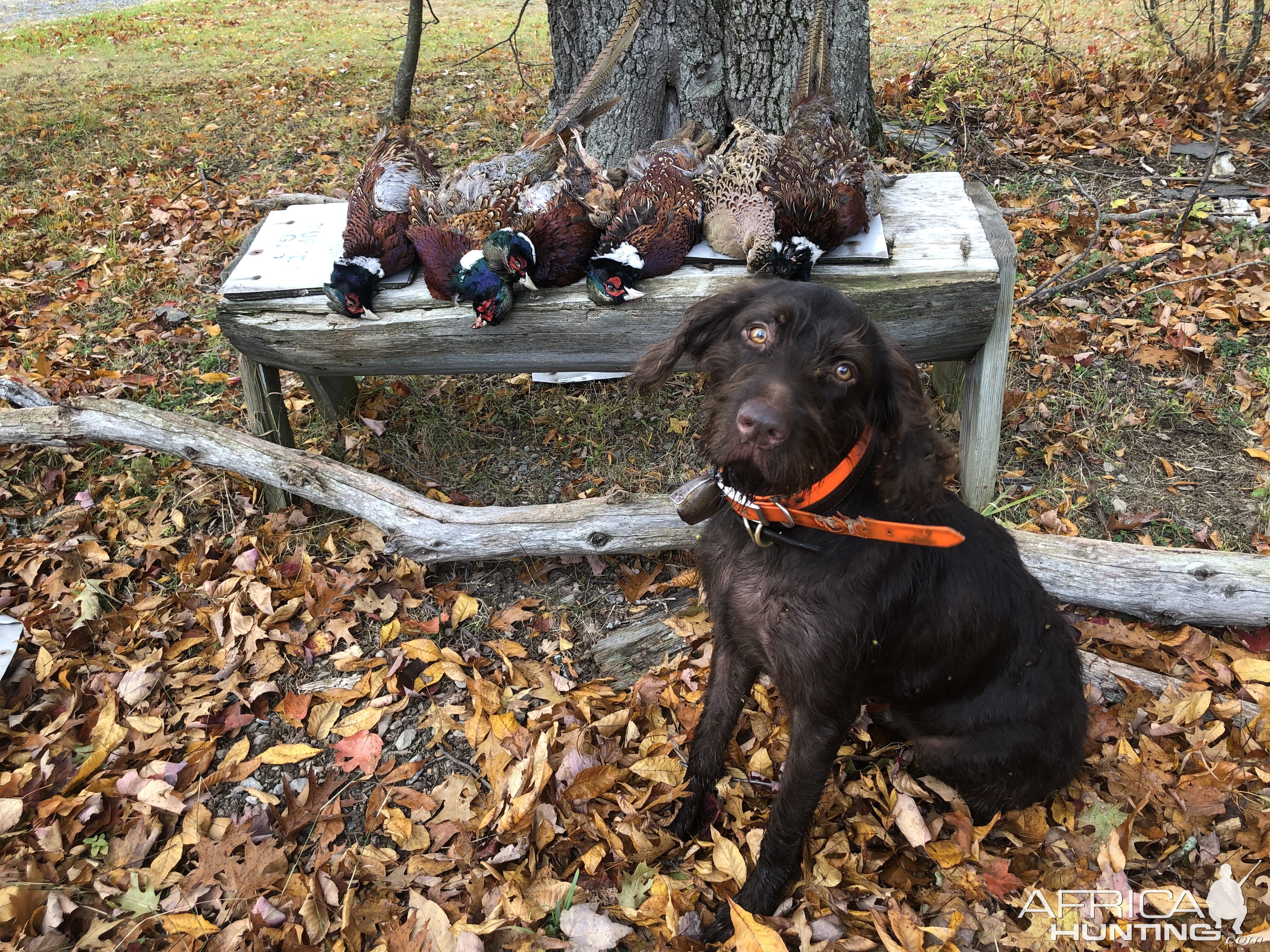 Pheasant Hunting USA