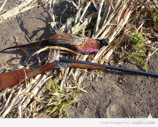 Pheasant Hunting