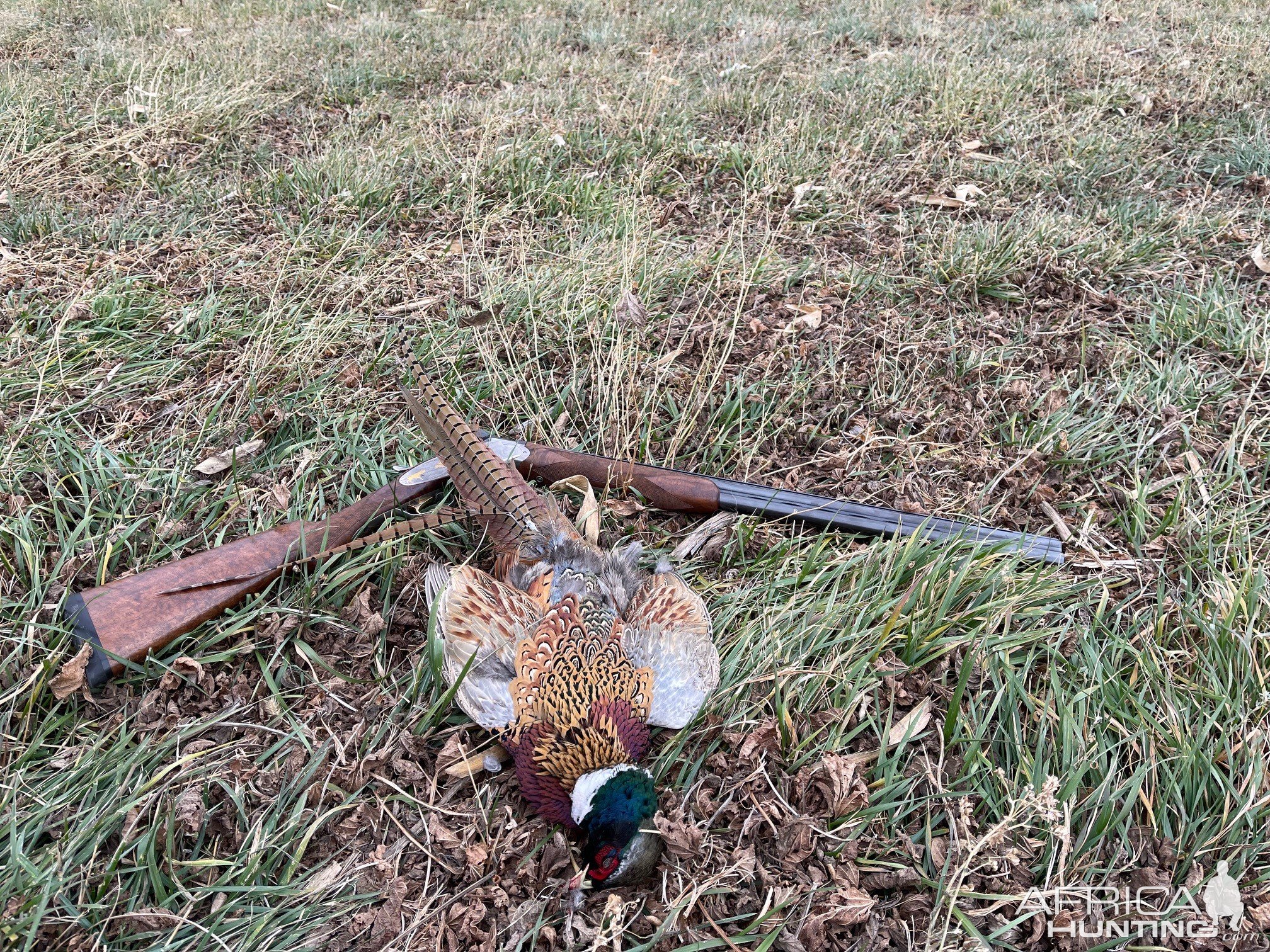 Pheasant Hunting