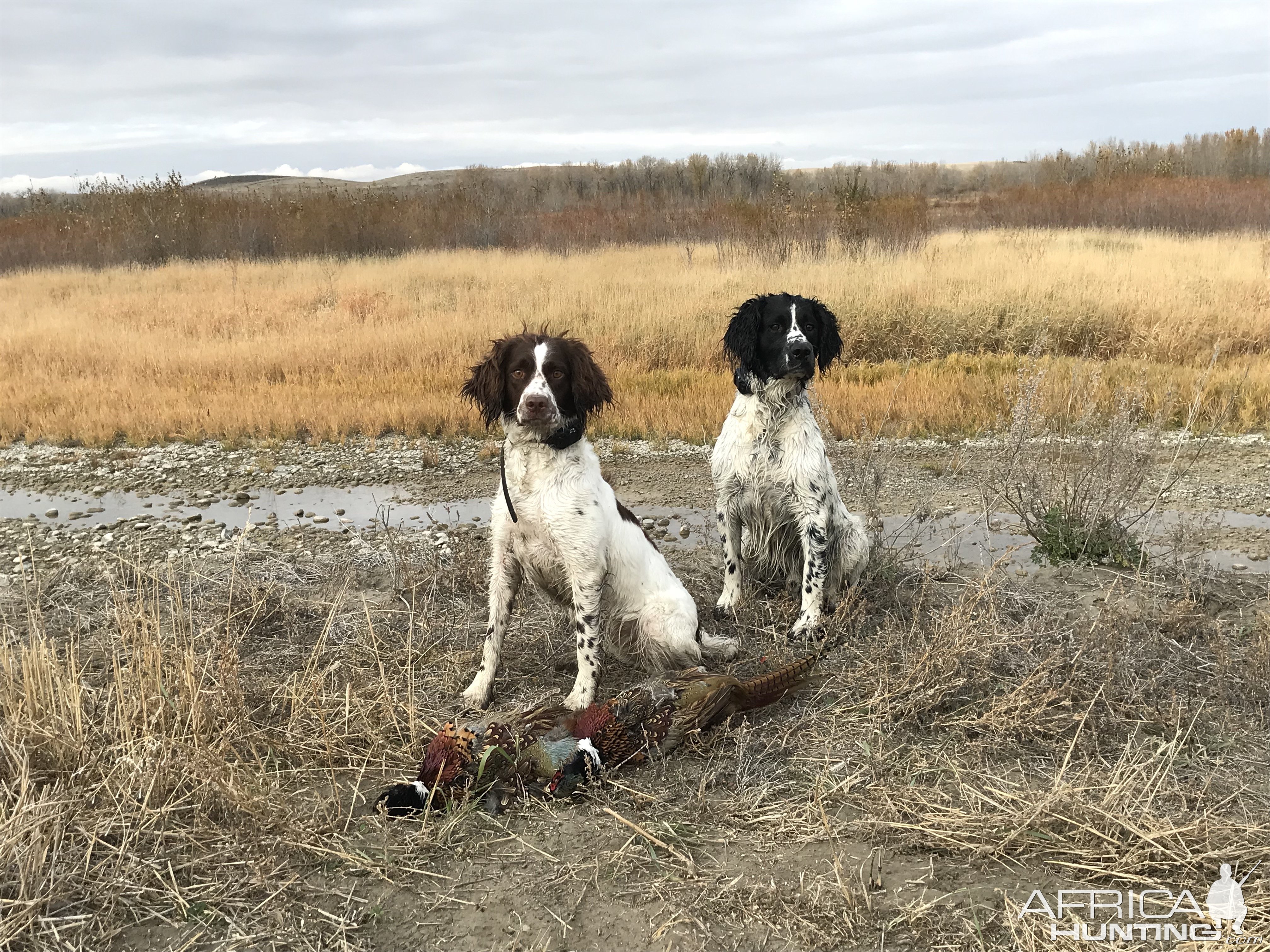 Pheasant Hunting