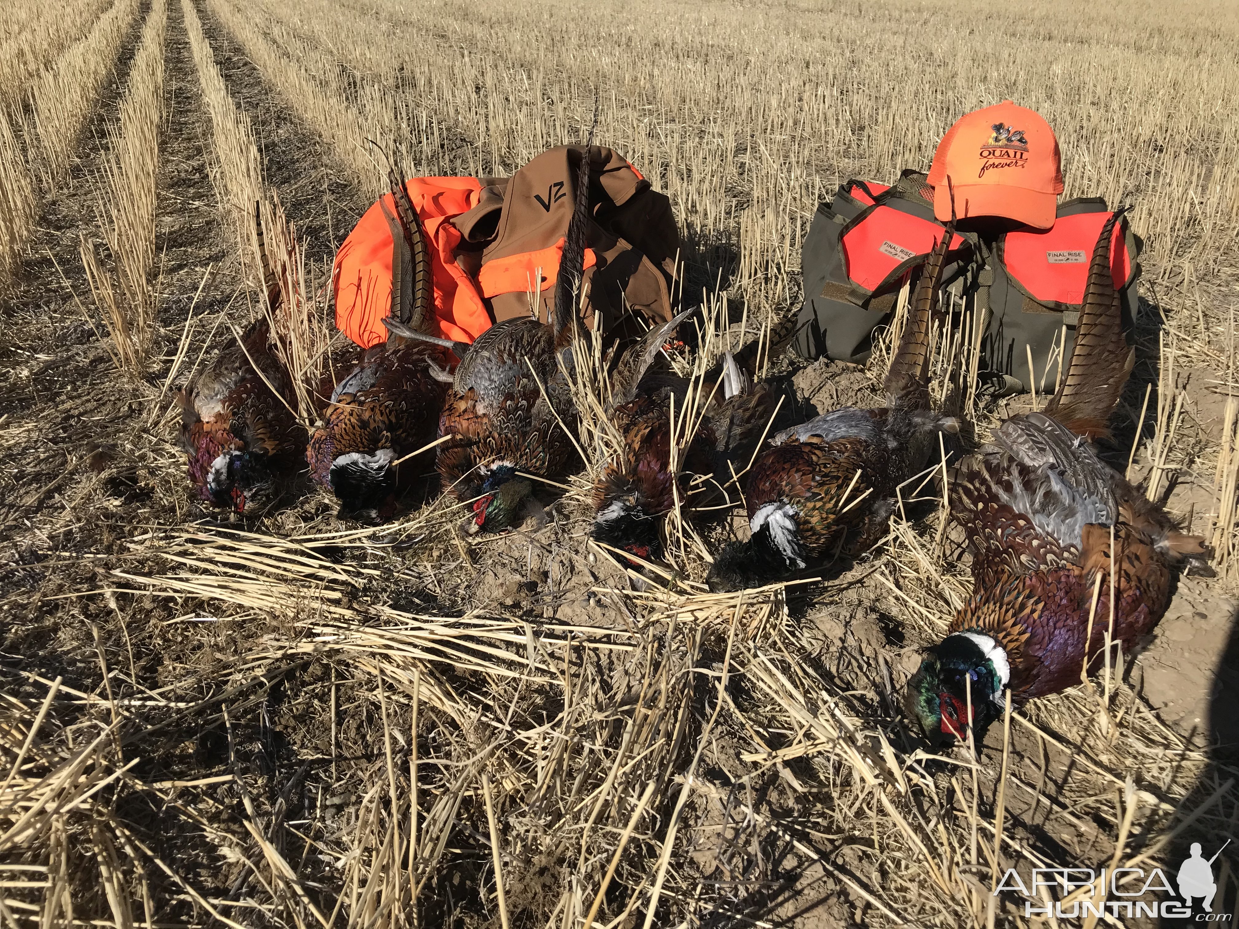 Pheasant Hunting