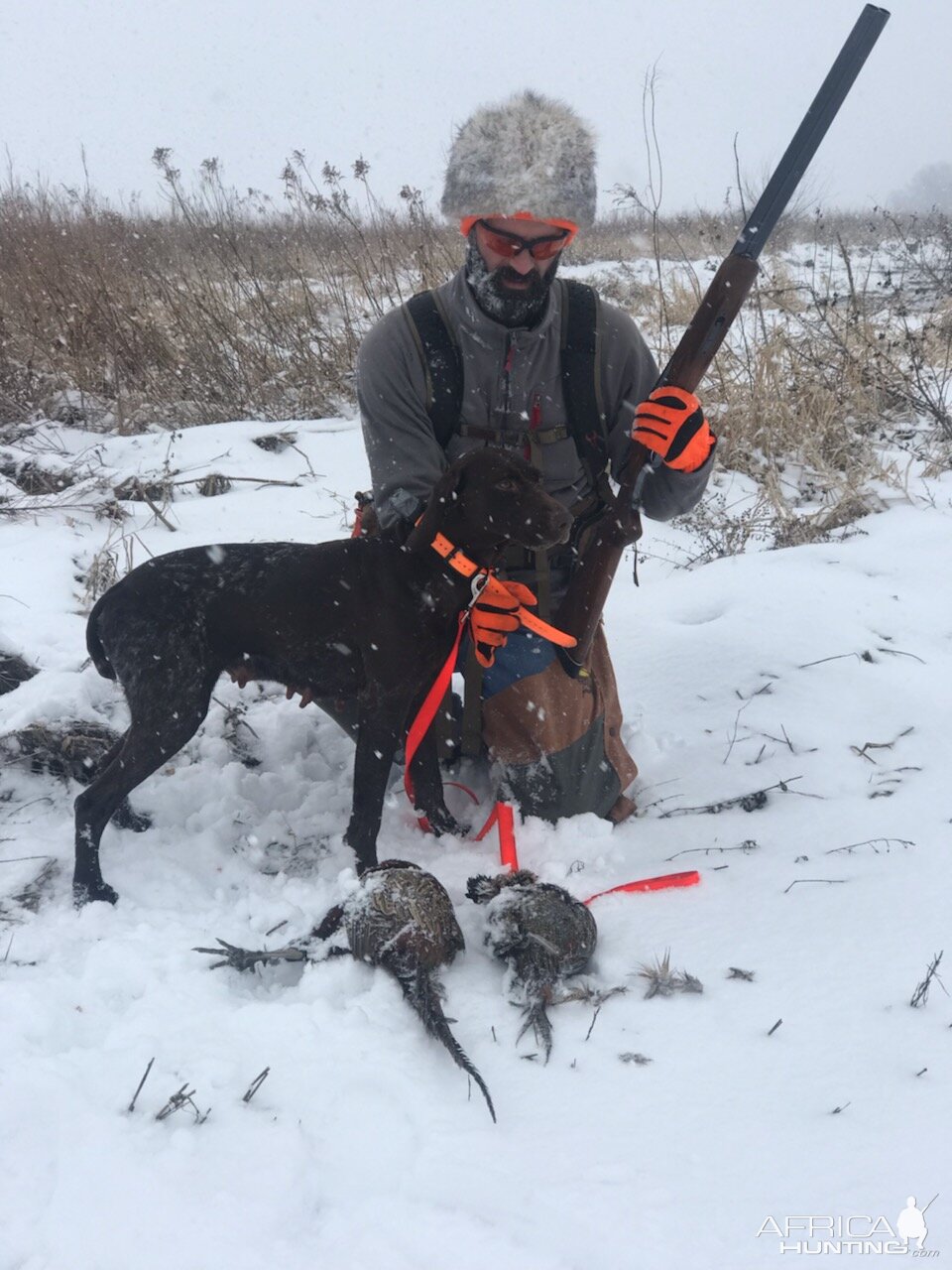 Pheasant Hunting