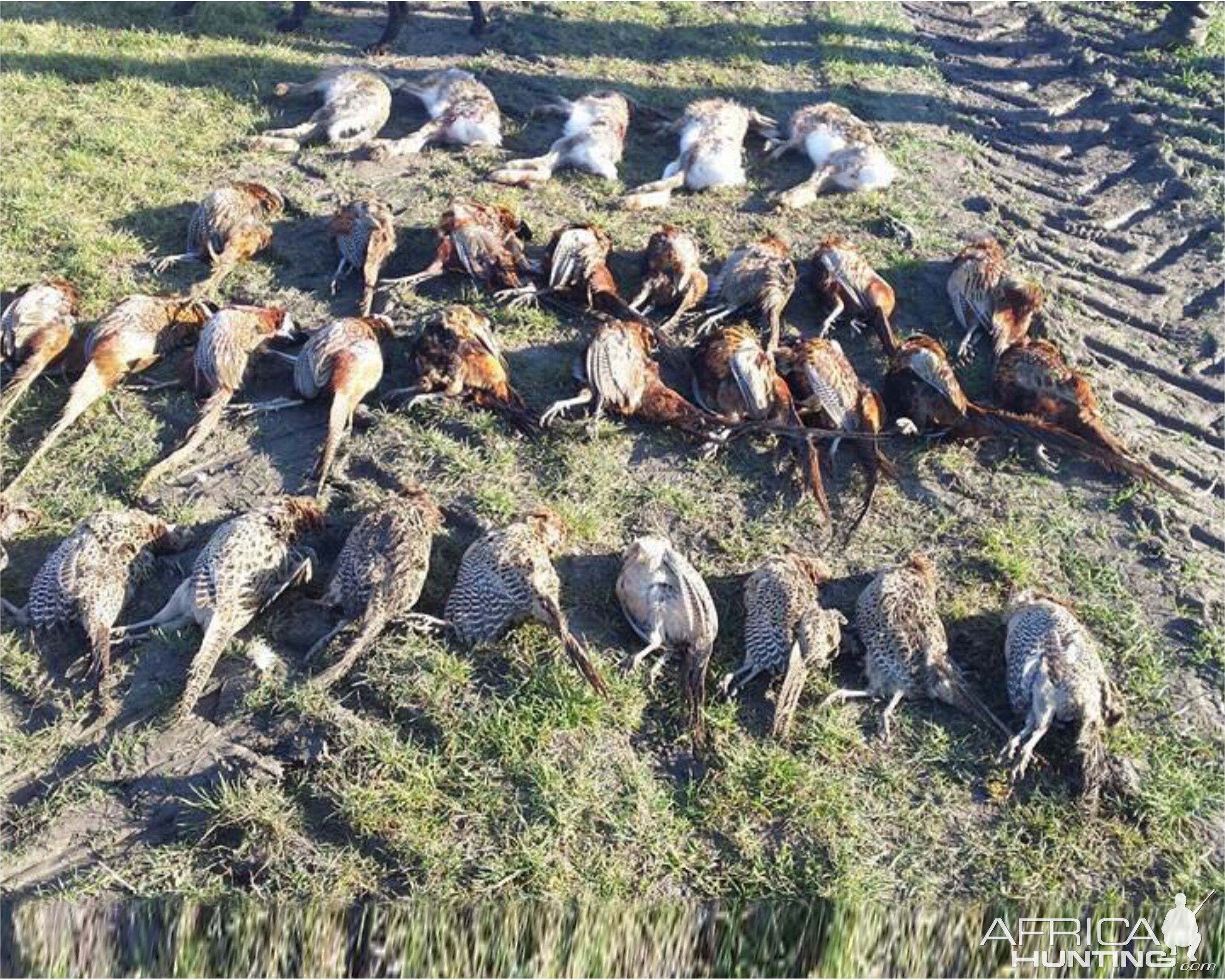 Pheasants Hunting in Romania