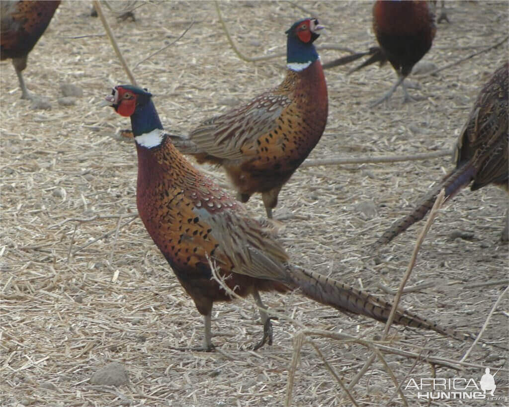 Pheasants in Romania