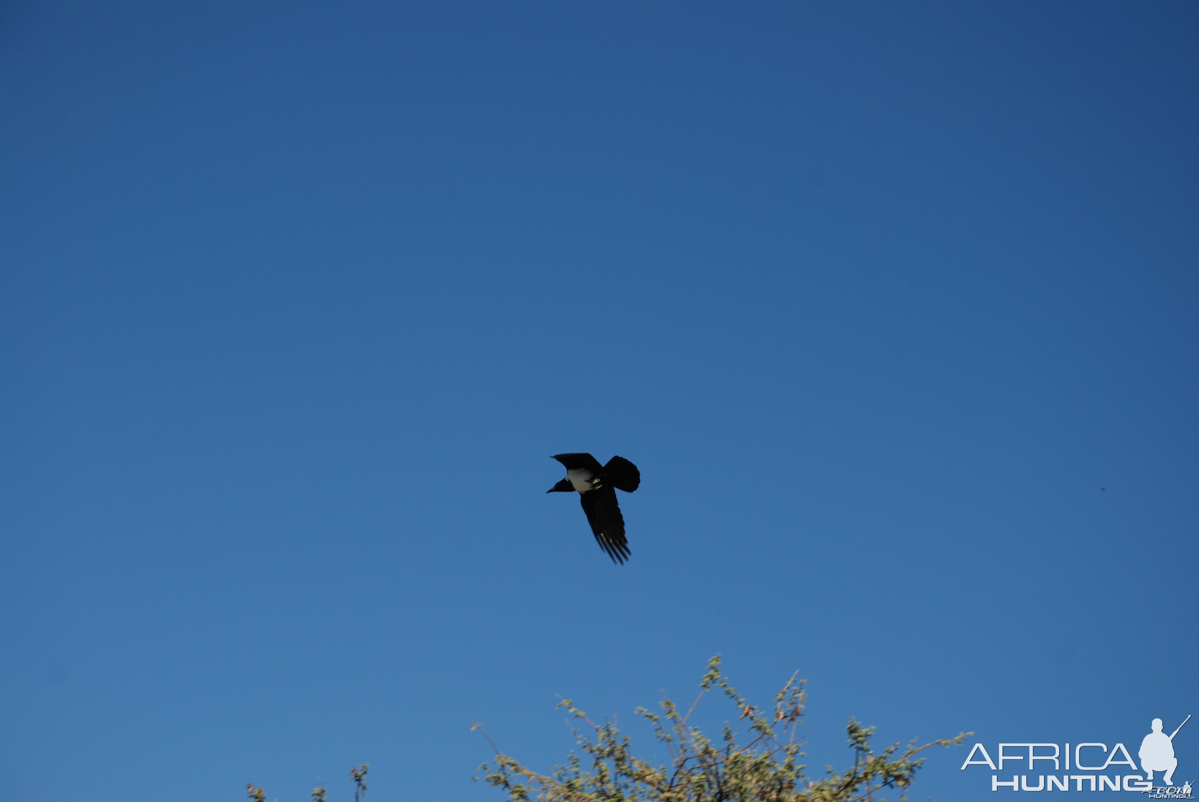 Pied Crow Namibia