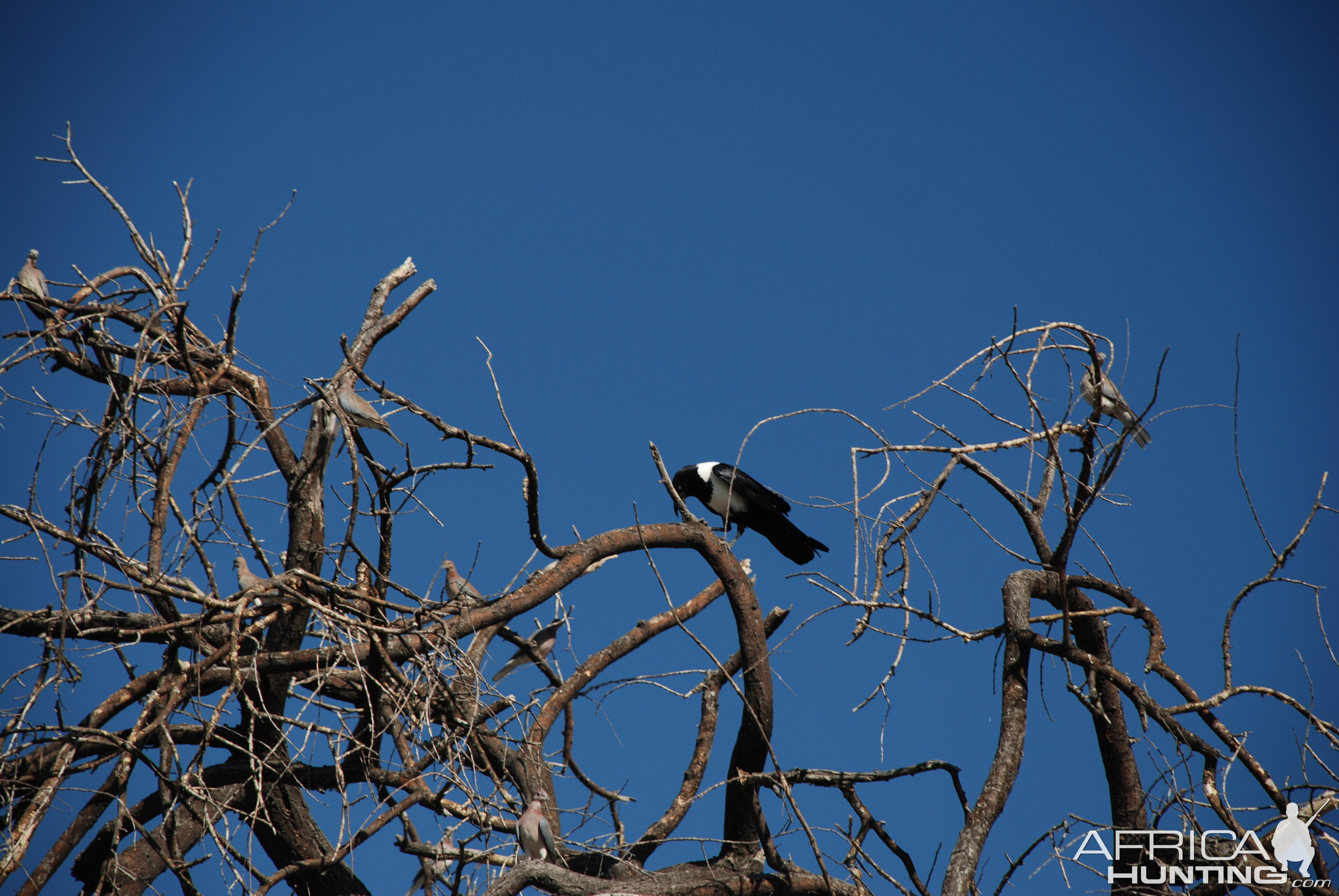 Pied Crow Namibia