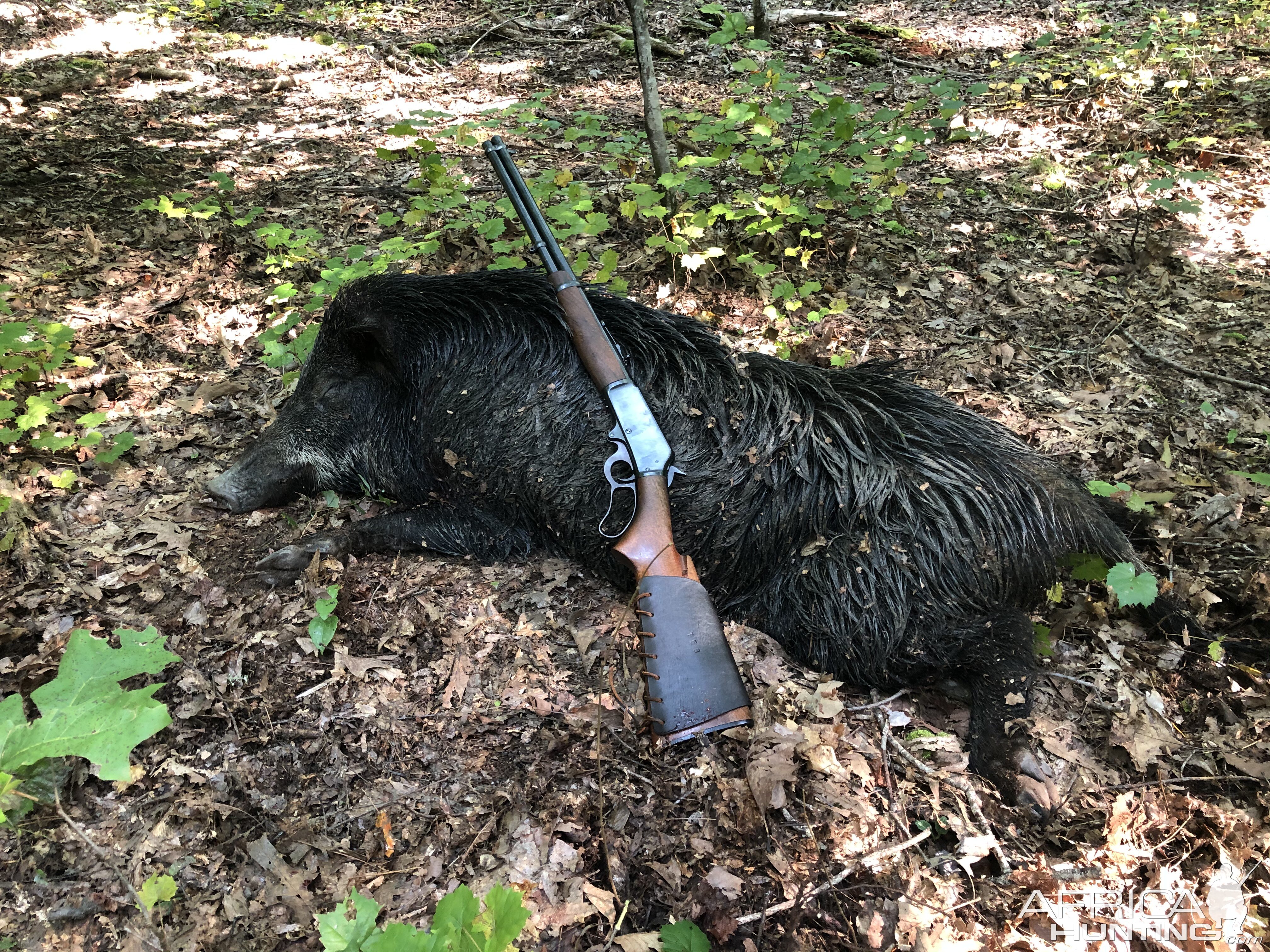 Pig And Rifle Hunt