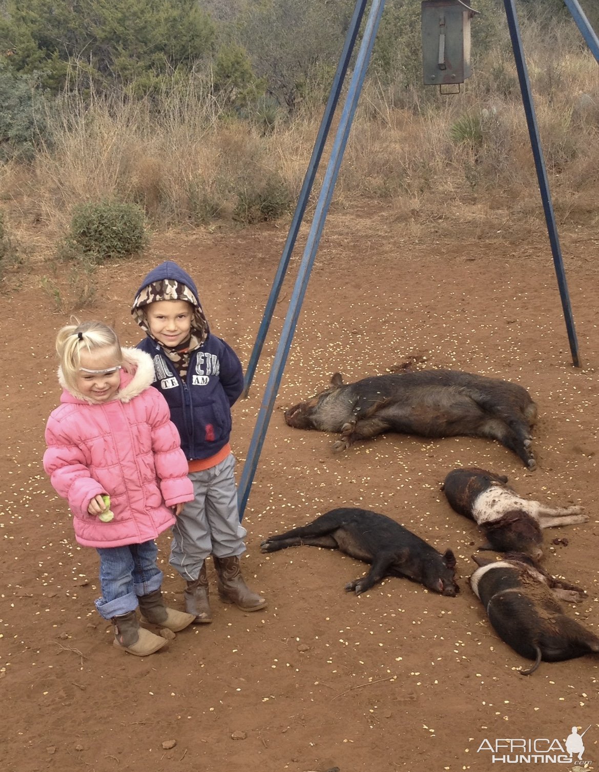 Pig Hunt Texas