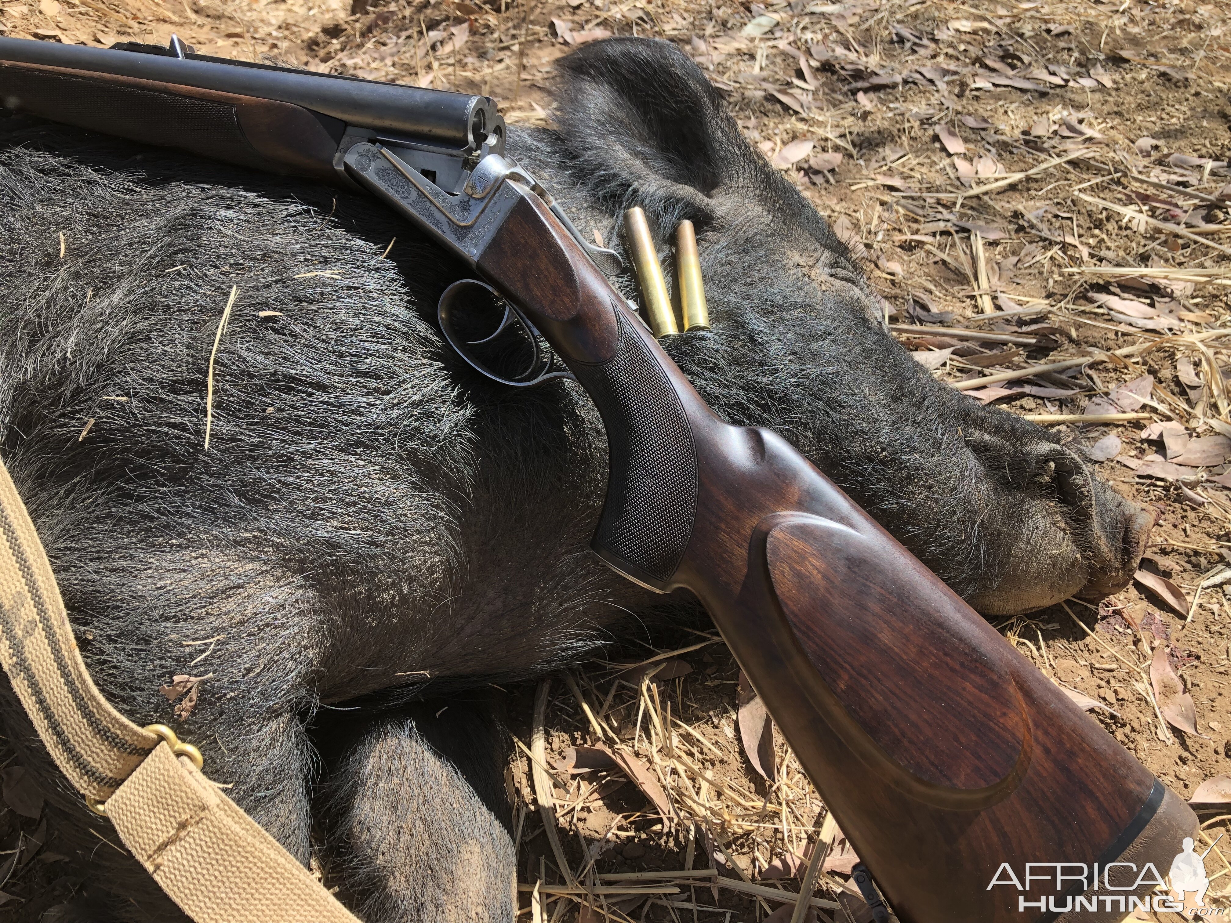 Pig Hunting Australia