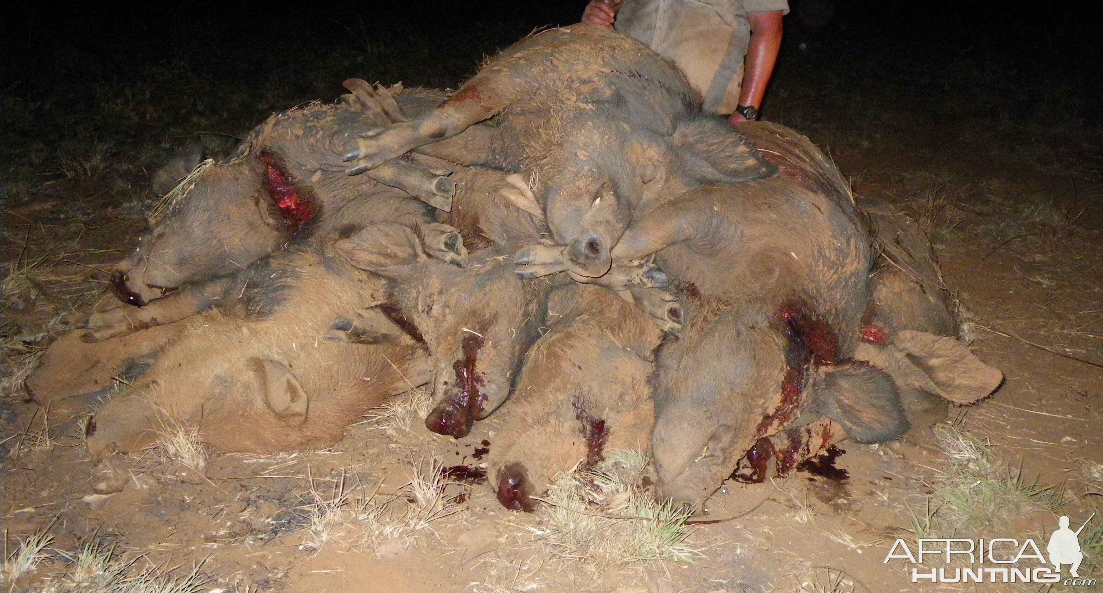 Pig Hunting Australia