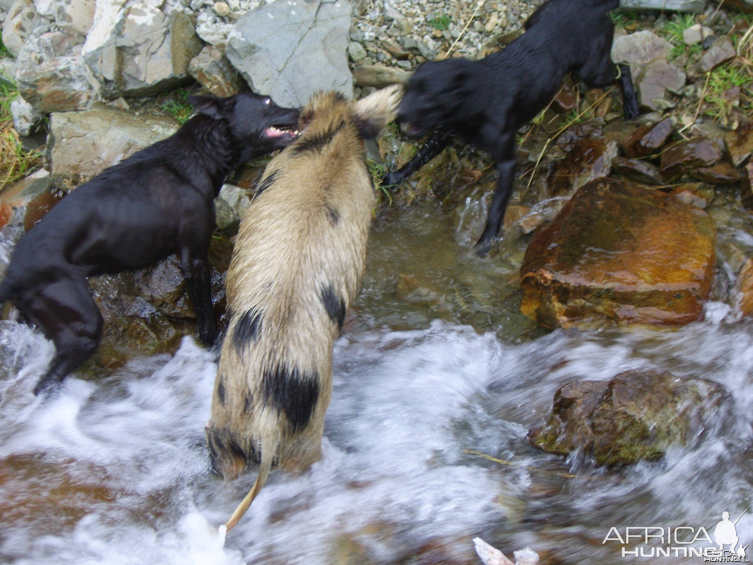 Pig Hunting with Dogs in New Zealand