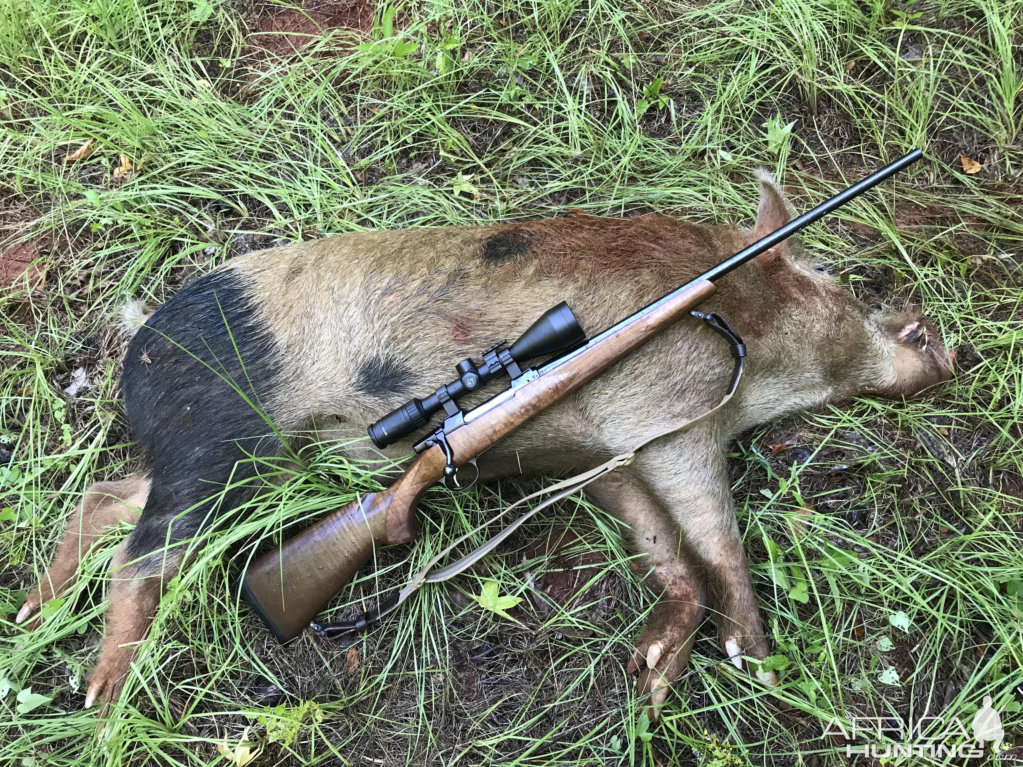 Pig Hunting