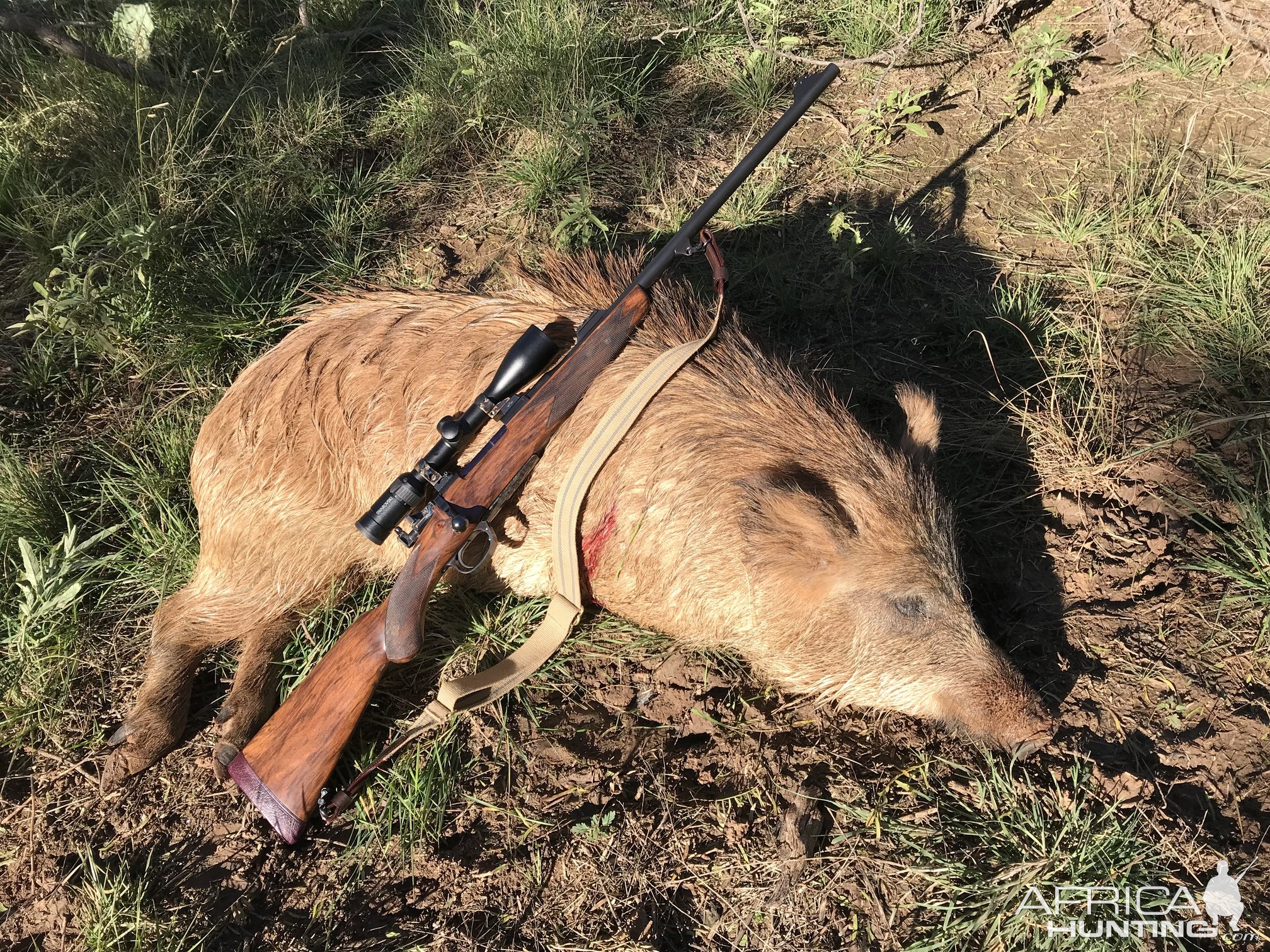 Pig Hunting