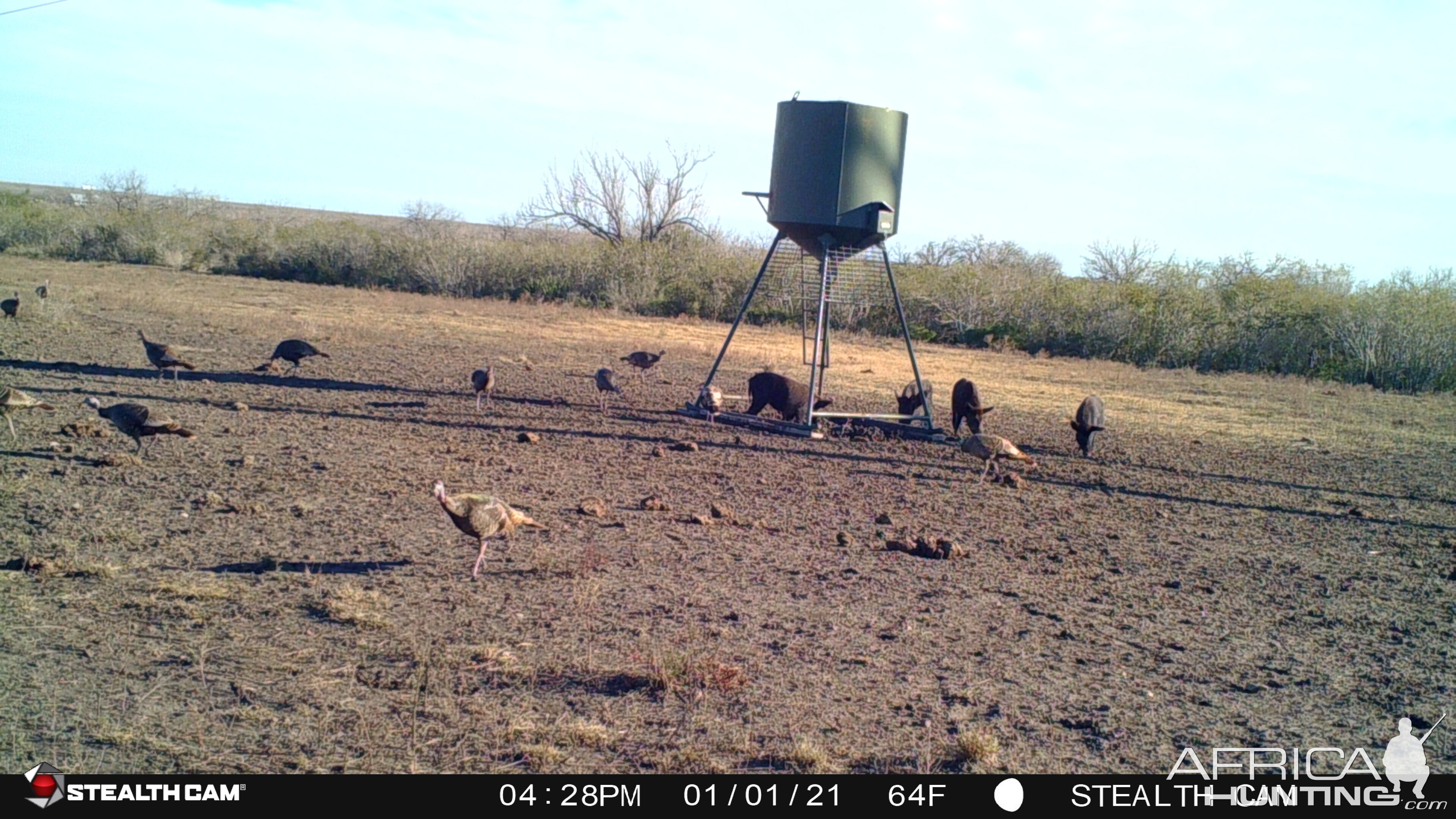 Pigs on Trail Camera