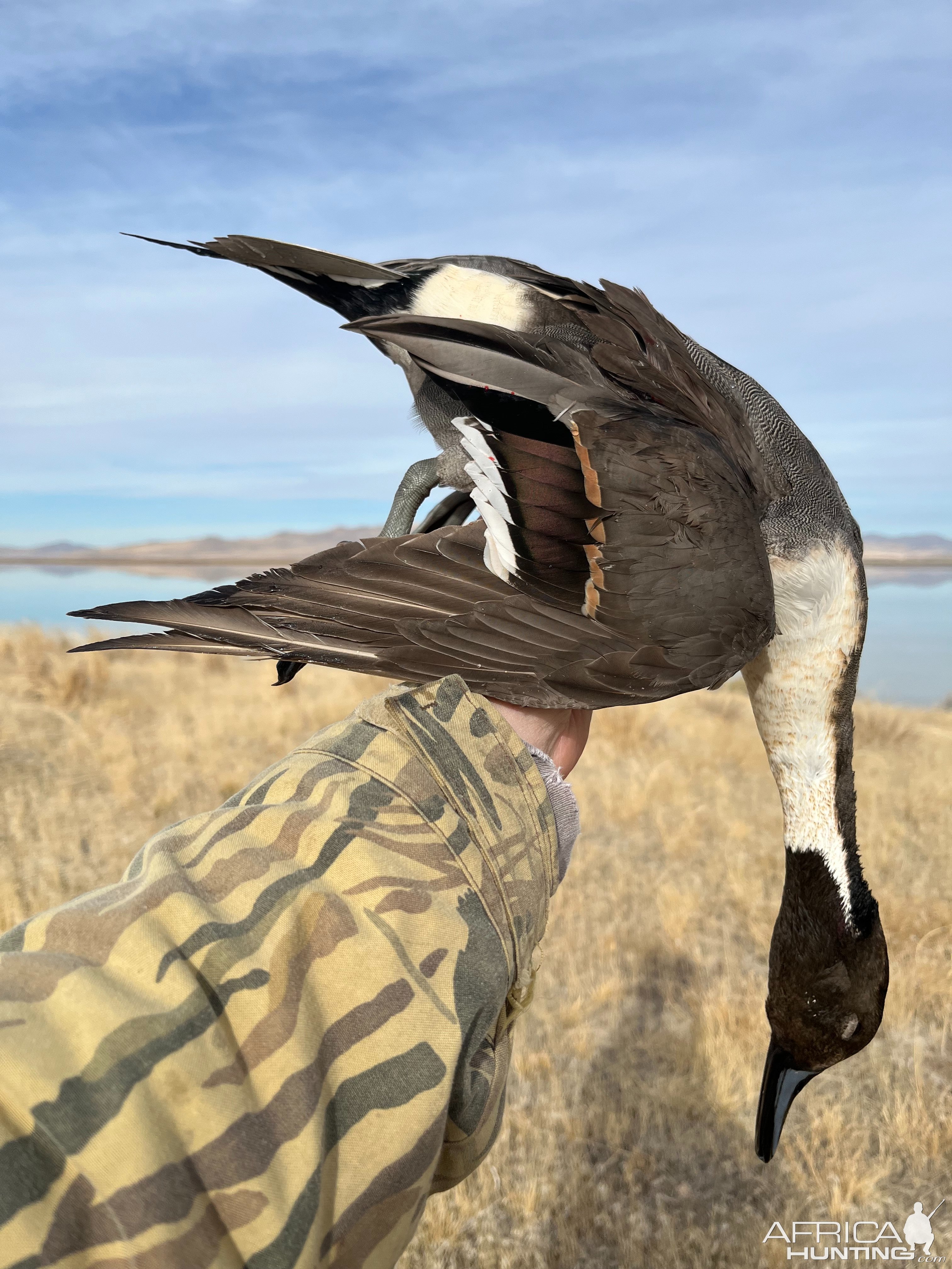 Pintail Drake Duck Hunt Utah