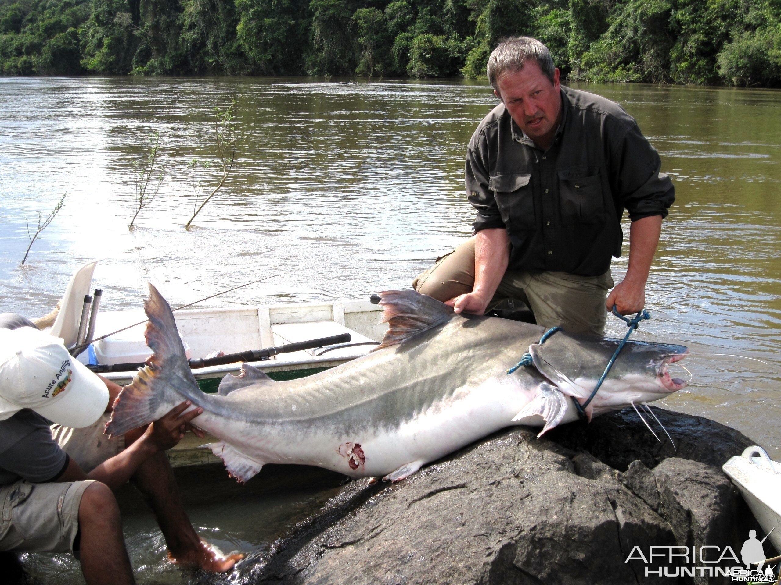 Piraiba catfish from the Amazon